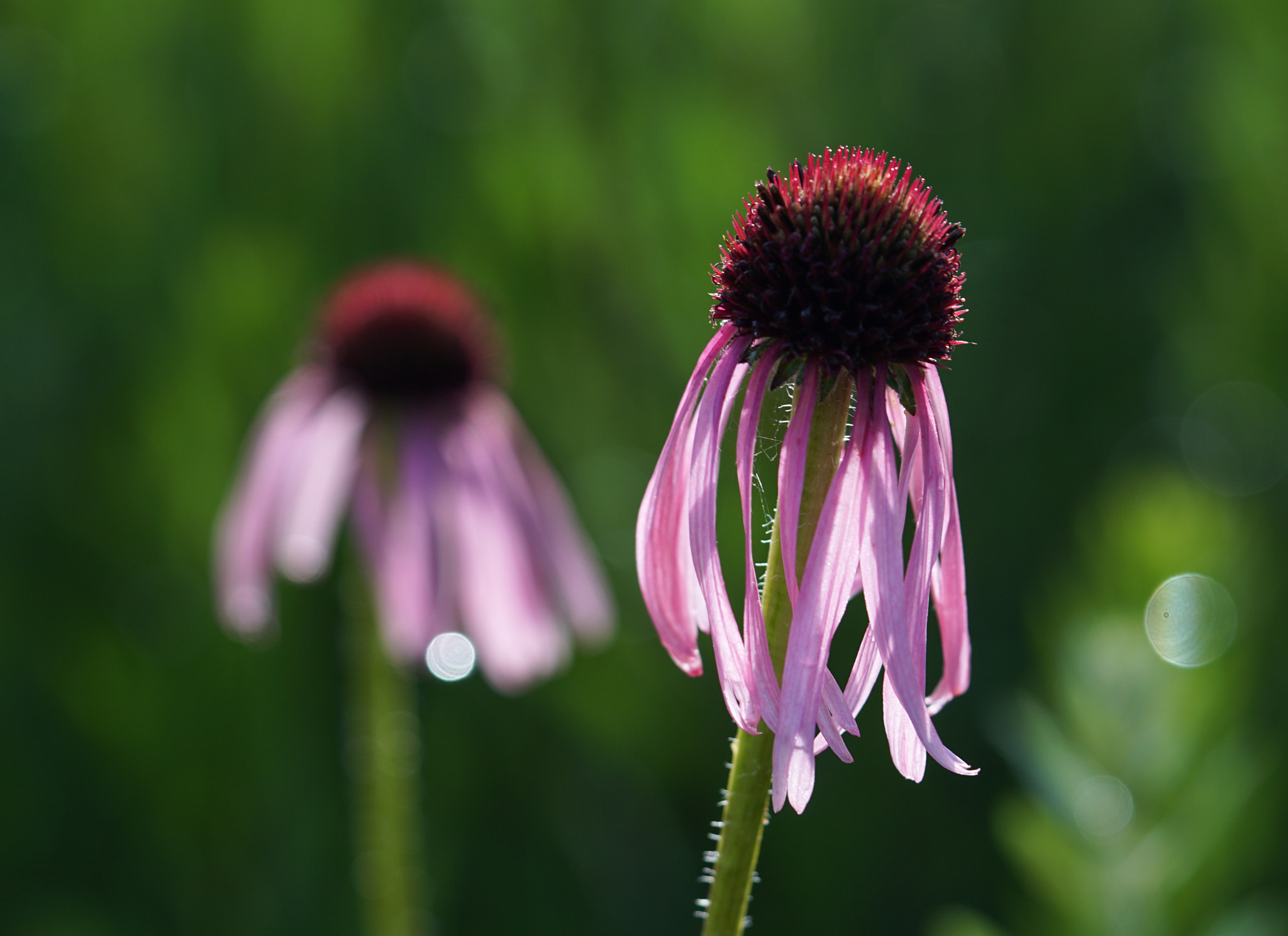 Sony a5100 + Sony FE 90mm F2.8 Macro G OSS sample photo