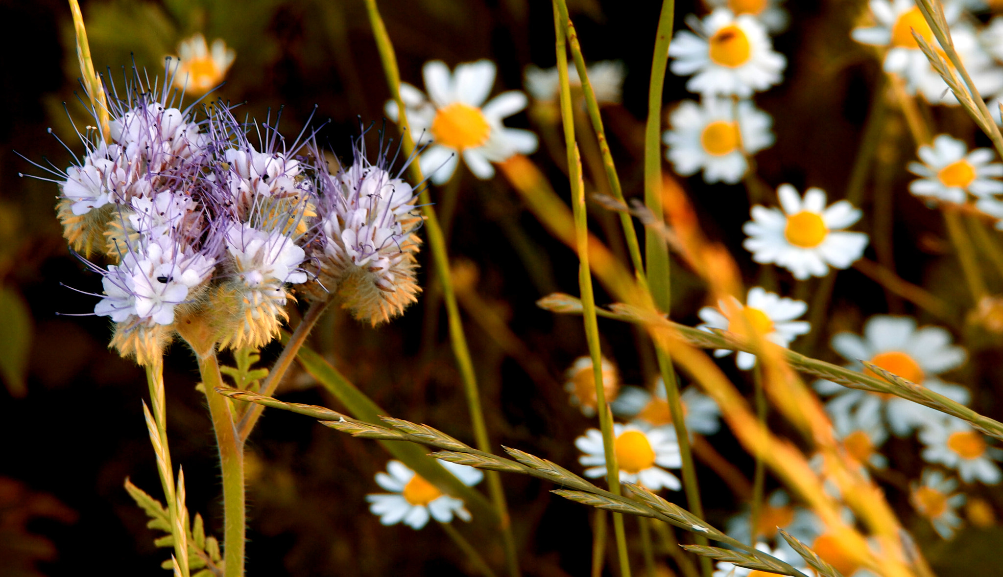 Samsung NX500 + NX 50-200mm F4-5.6 sample photo. Flower photography