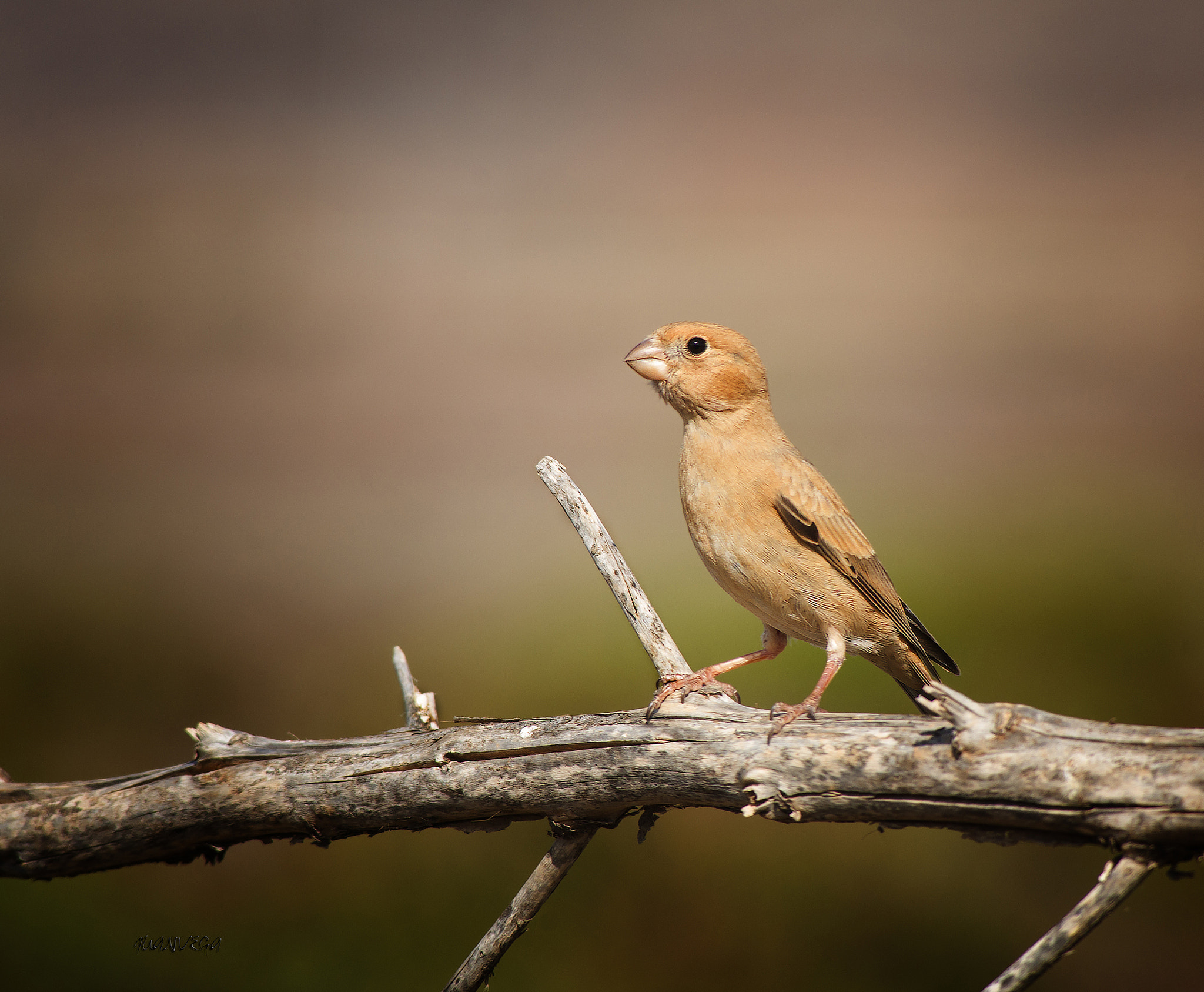 Sony 75-300mm F4.5-5.6 sample photo. Camachuelo photography
