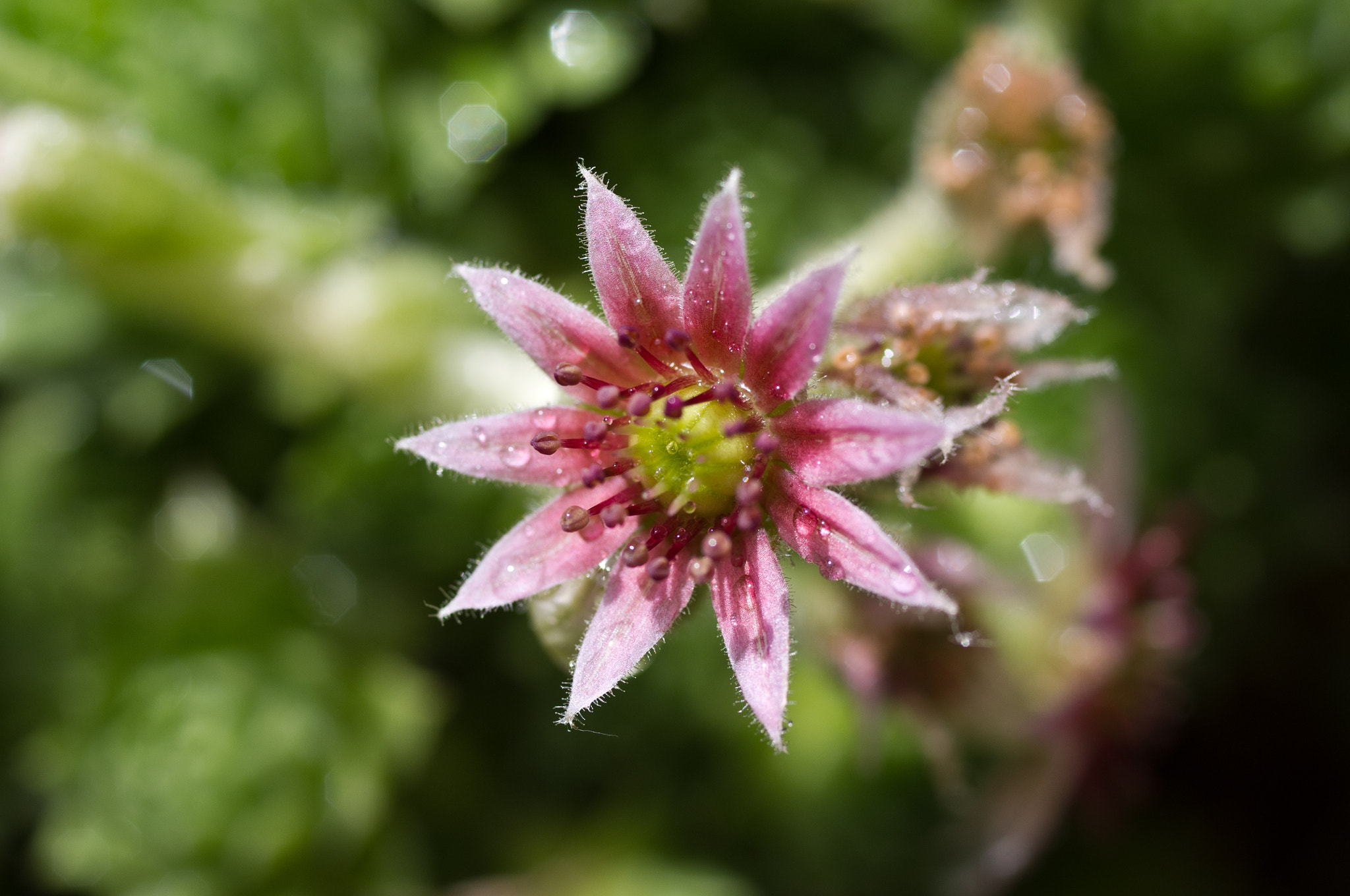 Pentax K-x + Pentax smc D-FA 50mm F2.8 Macro sample photo. Hens & chicken flower photography