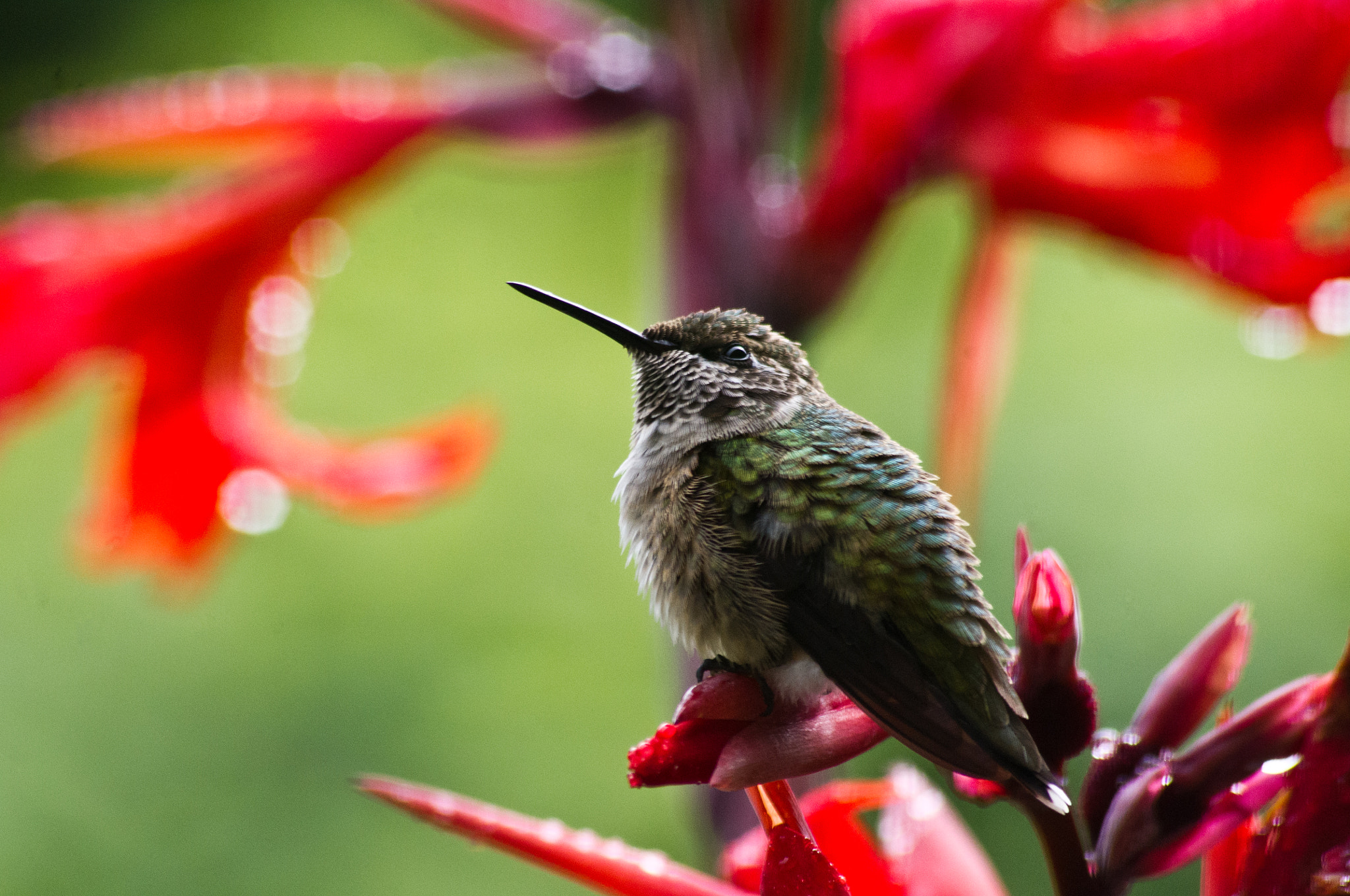 Pentax K-x sample photo. Hummingbird & canon flowers photography