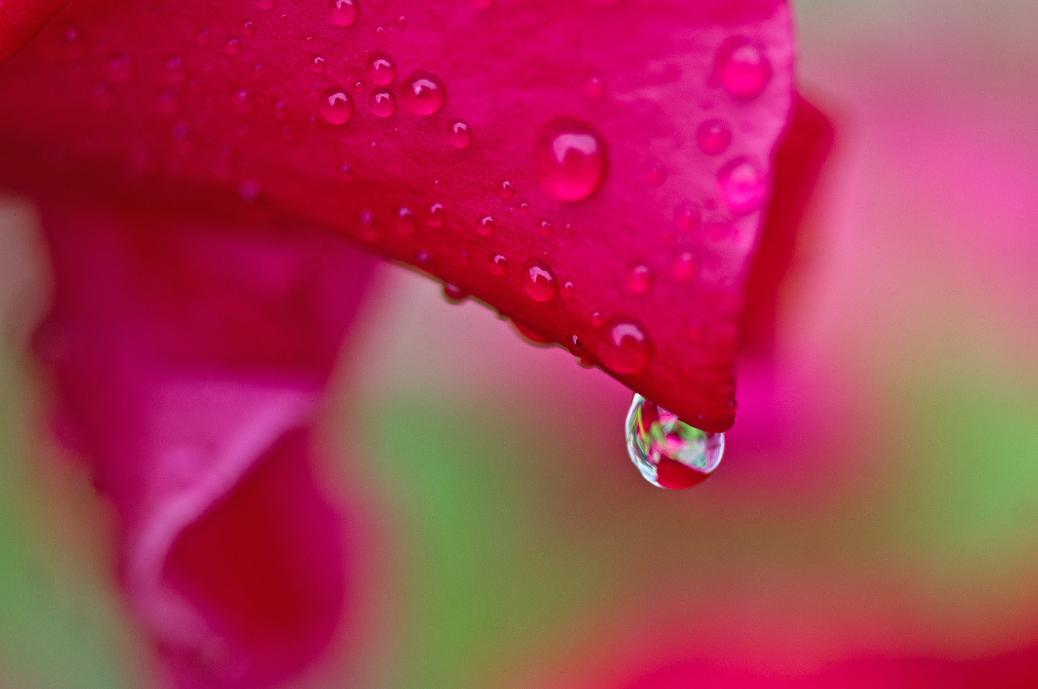 Pentax K-x + Pentax smc D-FA 50mm F2.8 Macro sample photo. A raindrop photography