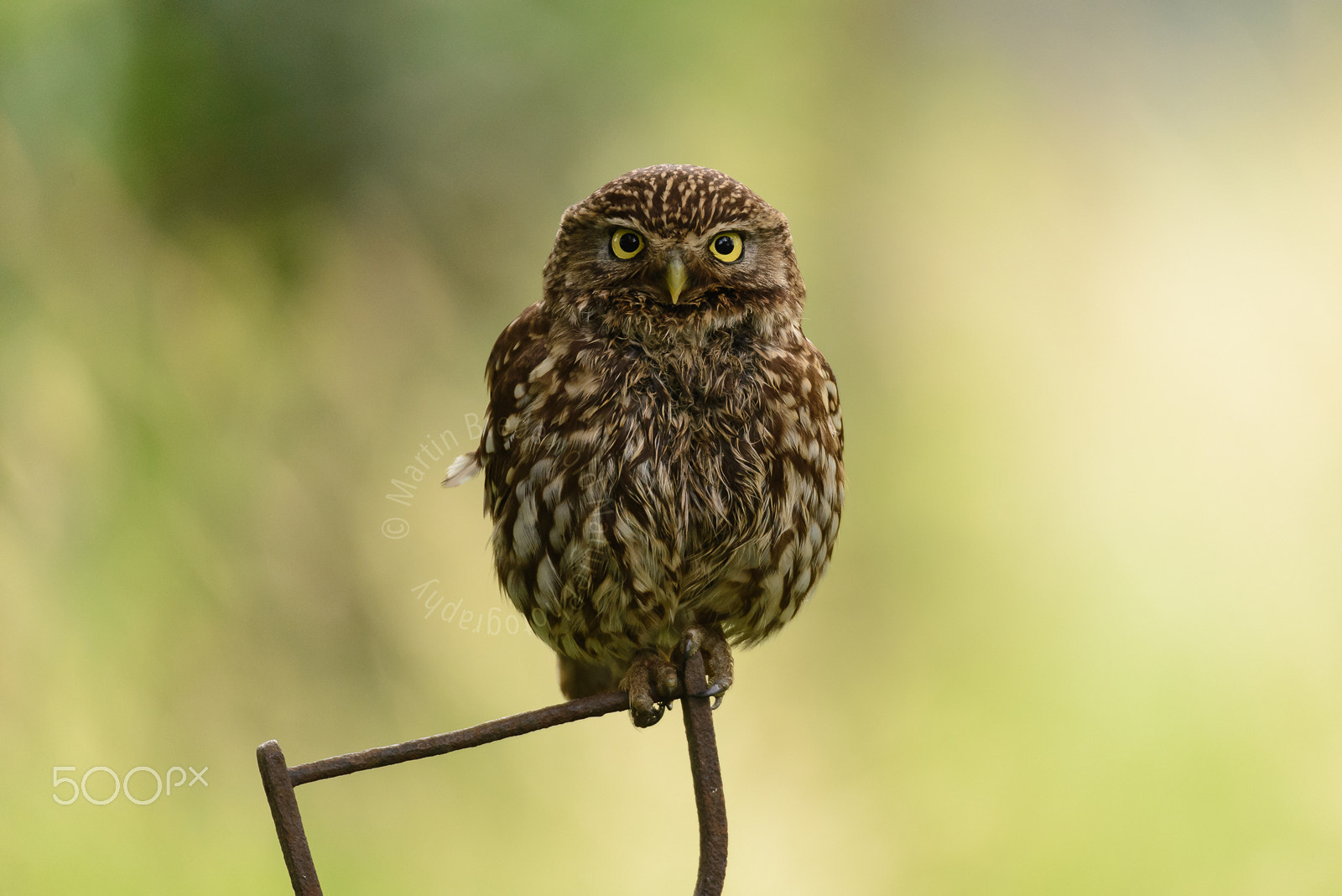 Sigma 150-600mm F5-6.3 DG OS HSM | S sample photo. Steenuil - little owl photography