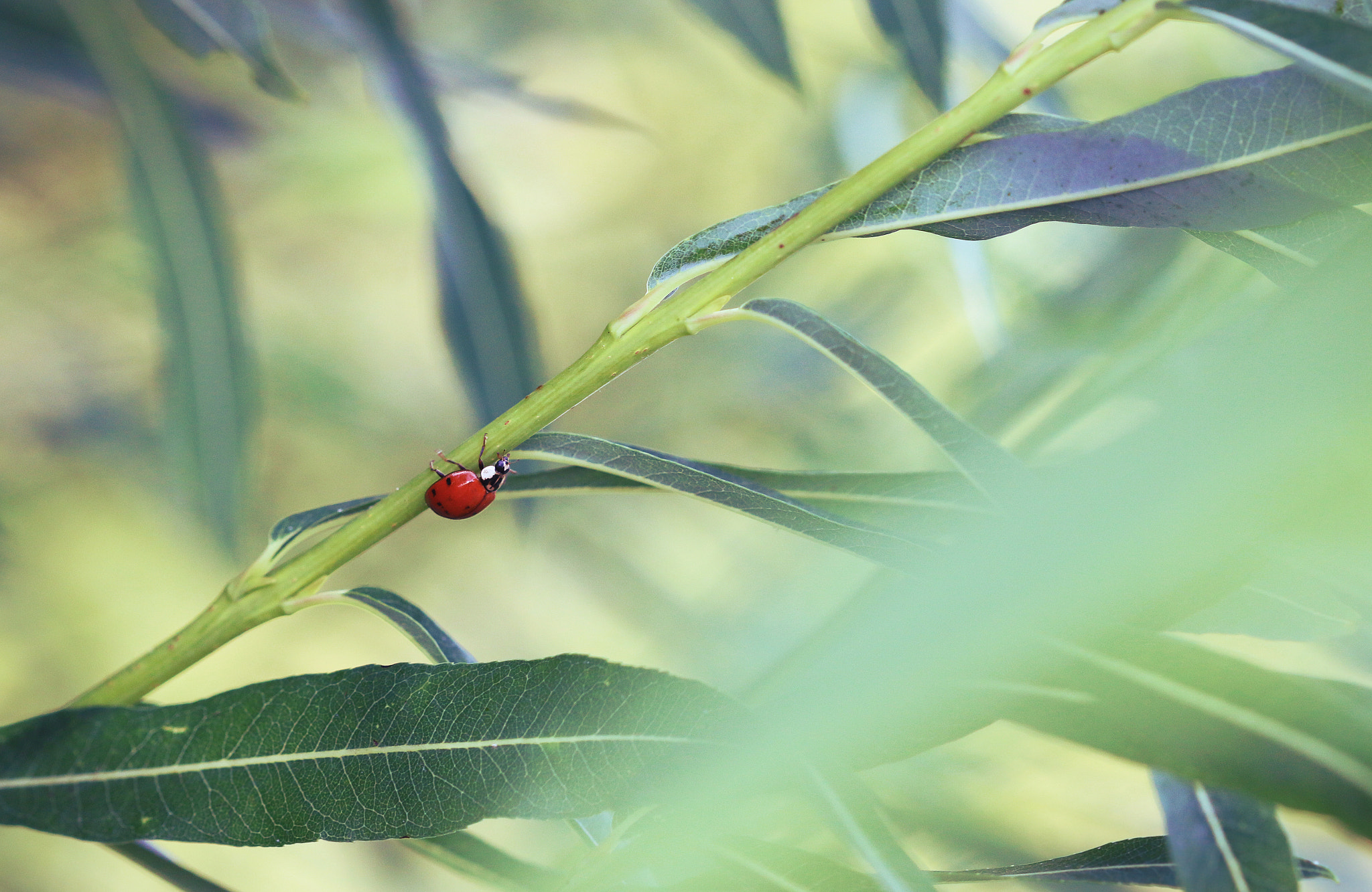 Canon EOS 70D + Canon EF 28mm F2.8 sample photo. S u n s e t . l i g h t photography