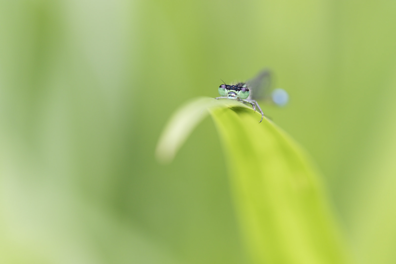 Tamron SP AF 180mm F3.5 Di LD (IF) Macro sample photo. Agrion photography
