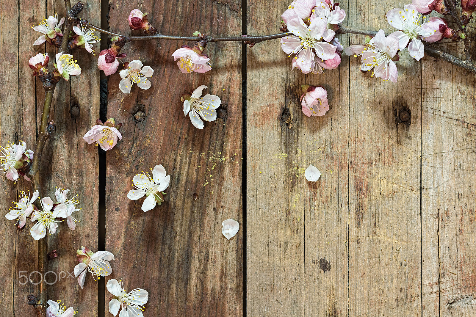 Canon EF 100mm F2.8 Macro USM sample photo. Apricot branch with flowers on a wooden background photography