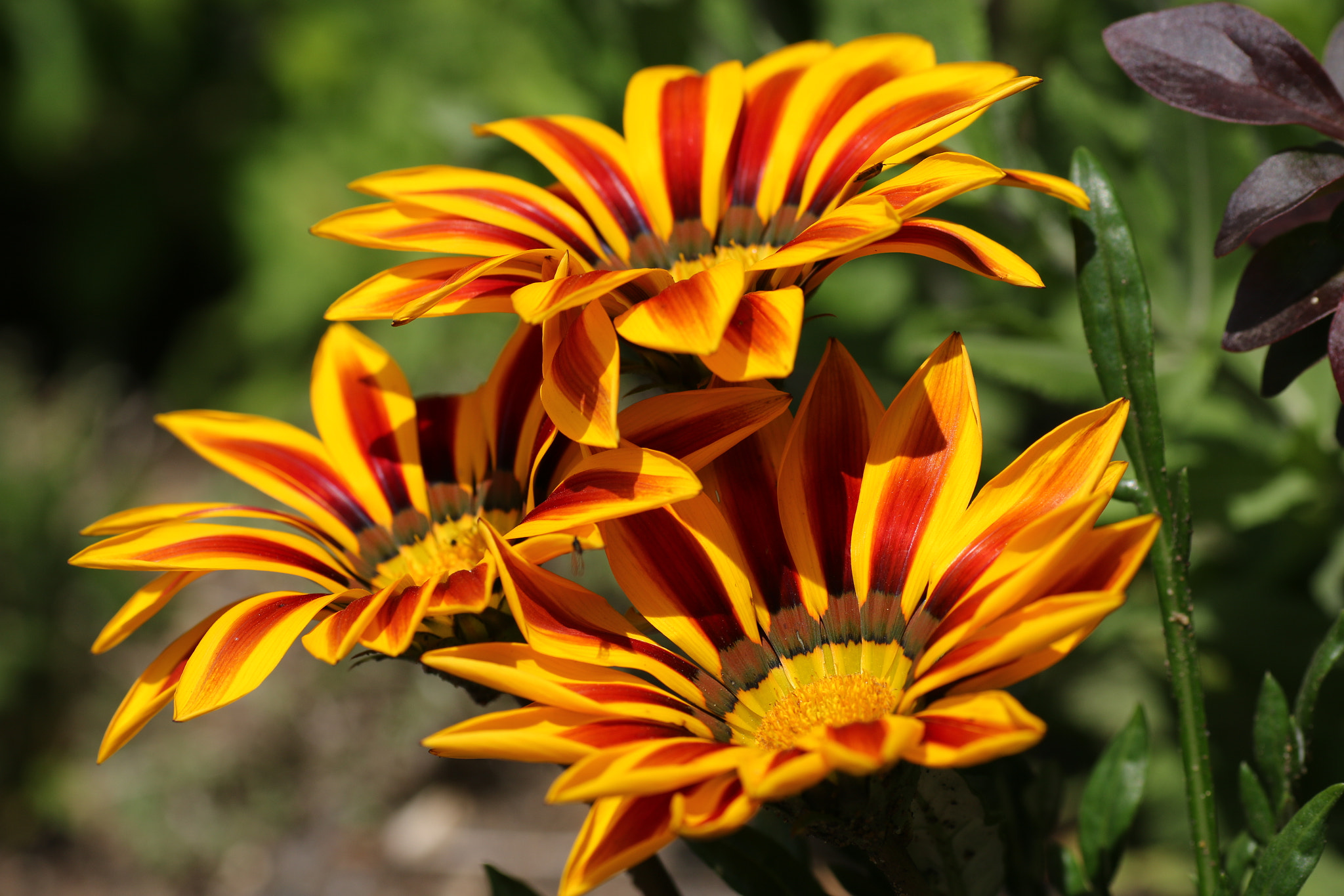 Sigma 70mm F2.8 EX DG Macro sample photo. Gazanias photography