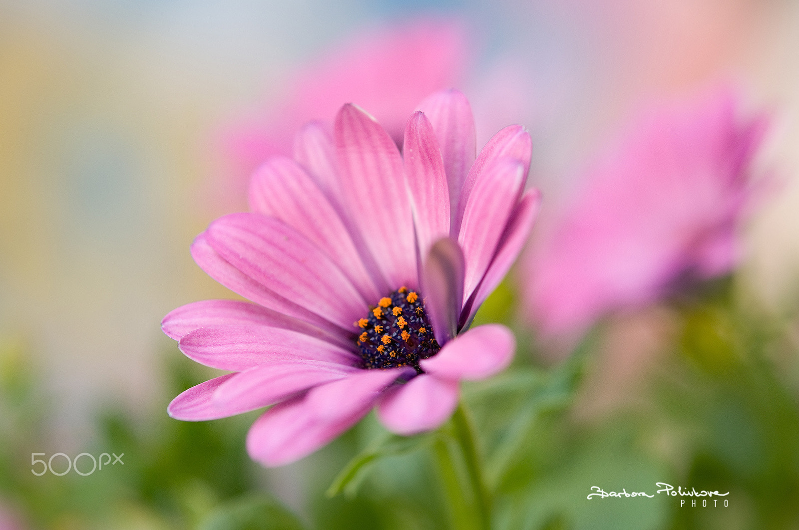 Nikon AF-S Micro-Nikkor 60mm F2.8G ED sample photo. Waking up photography
