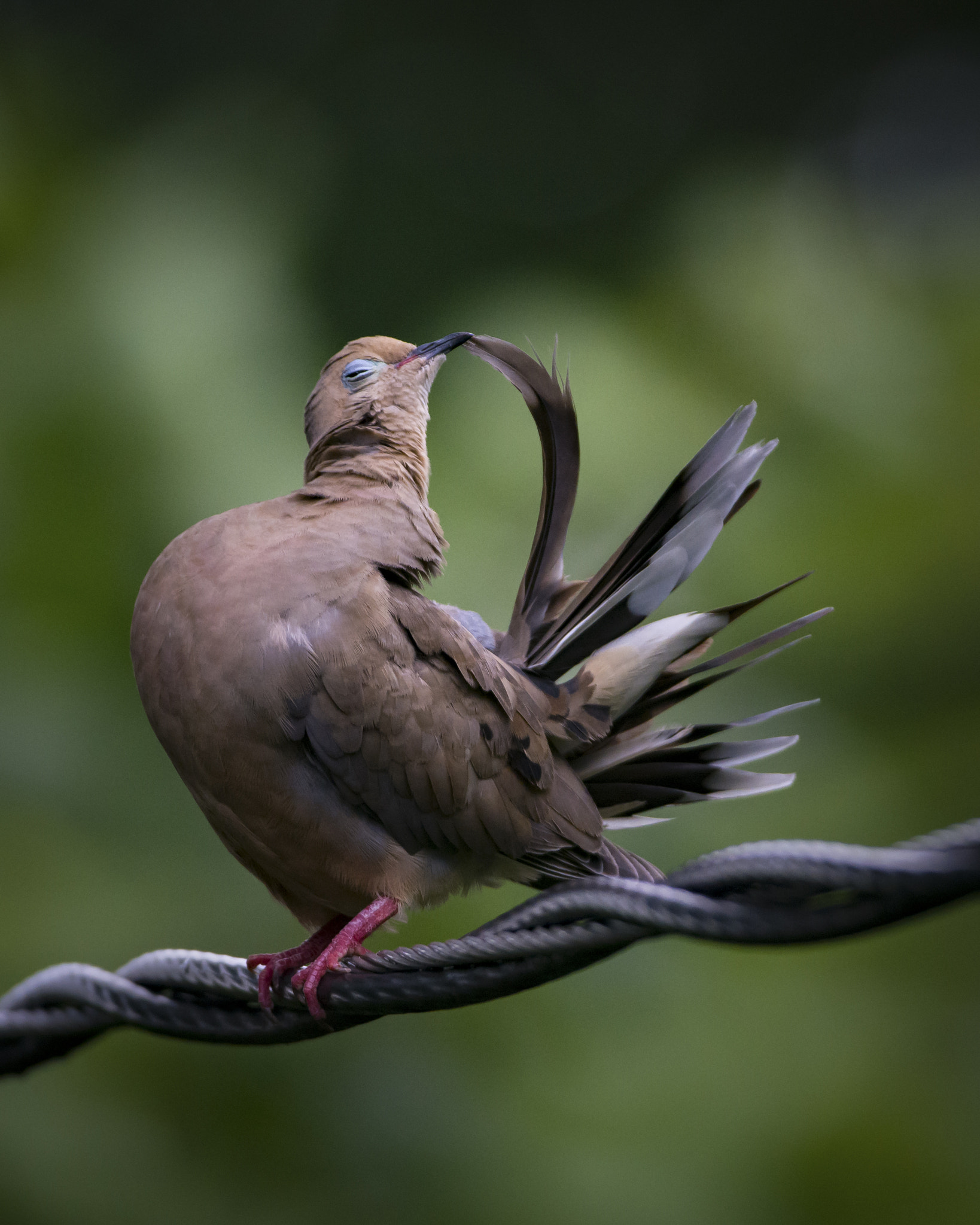 Sigma 500mm F4.5 EX DG HSM sample photo. Good grooming is so important! photography