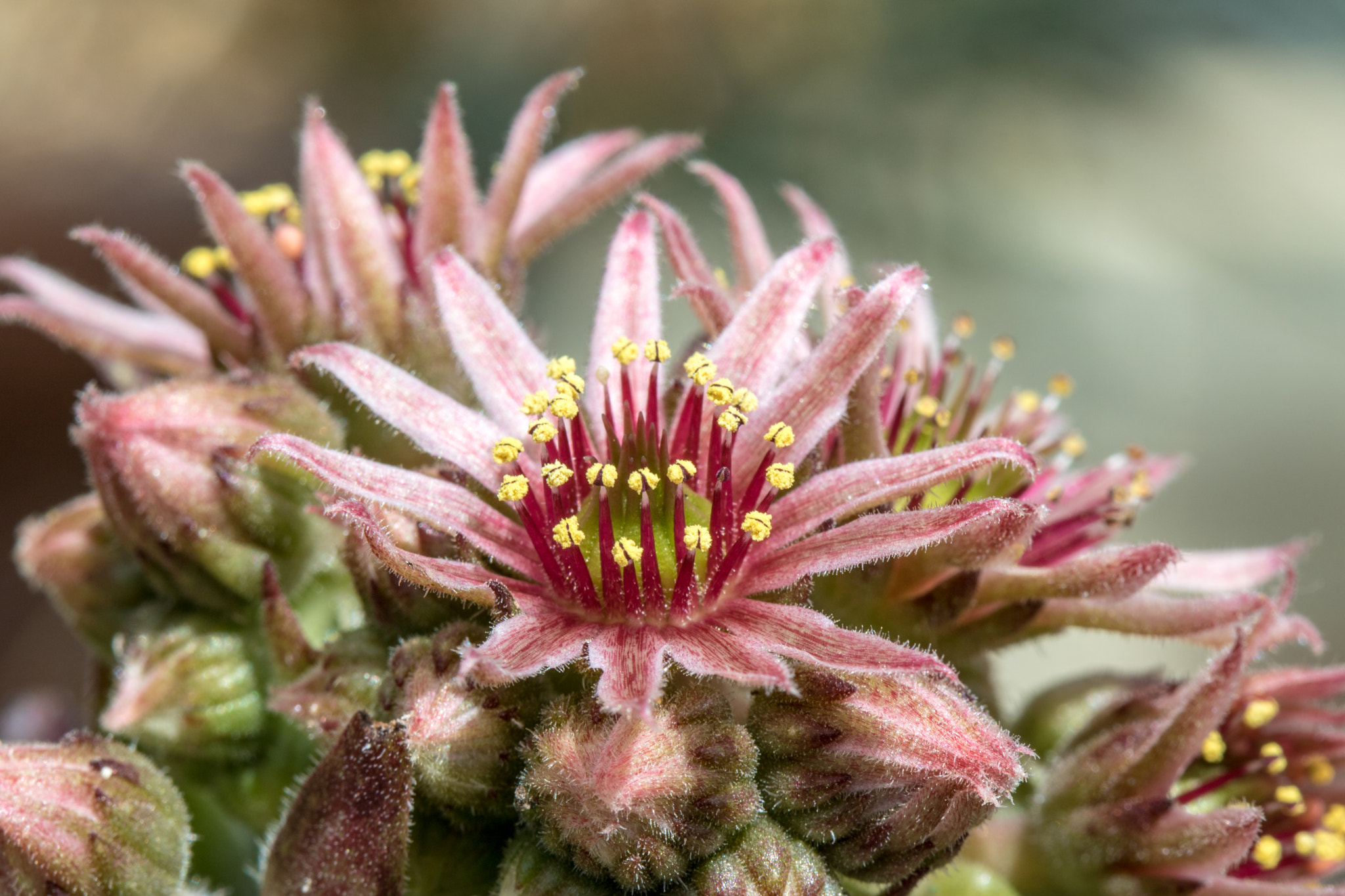 Canon EF 100mm F2.8 Macro USM sample photo. Flowers photography