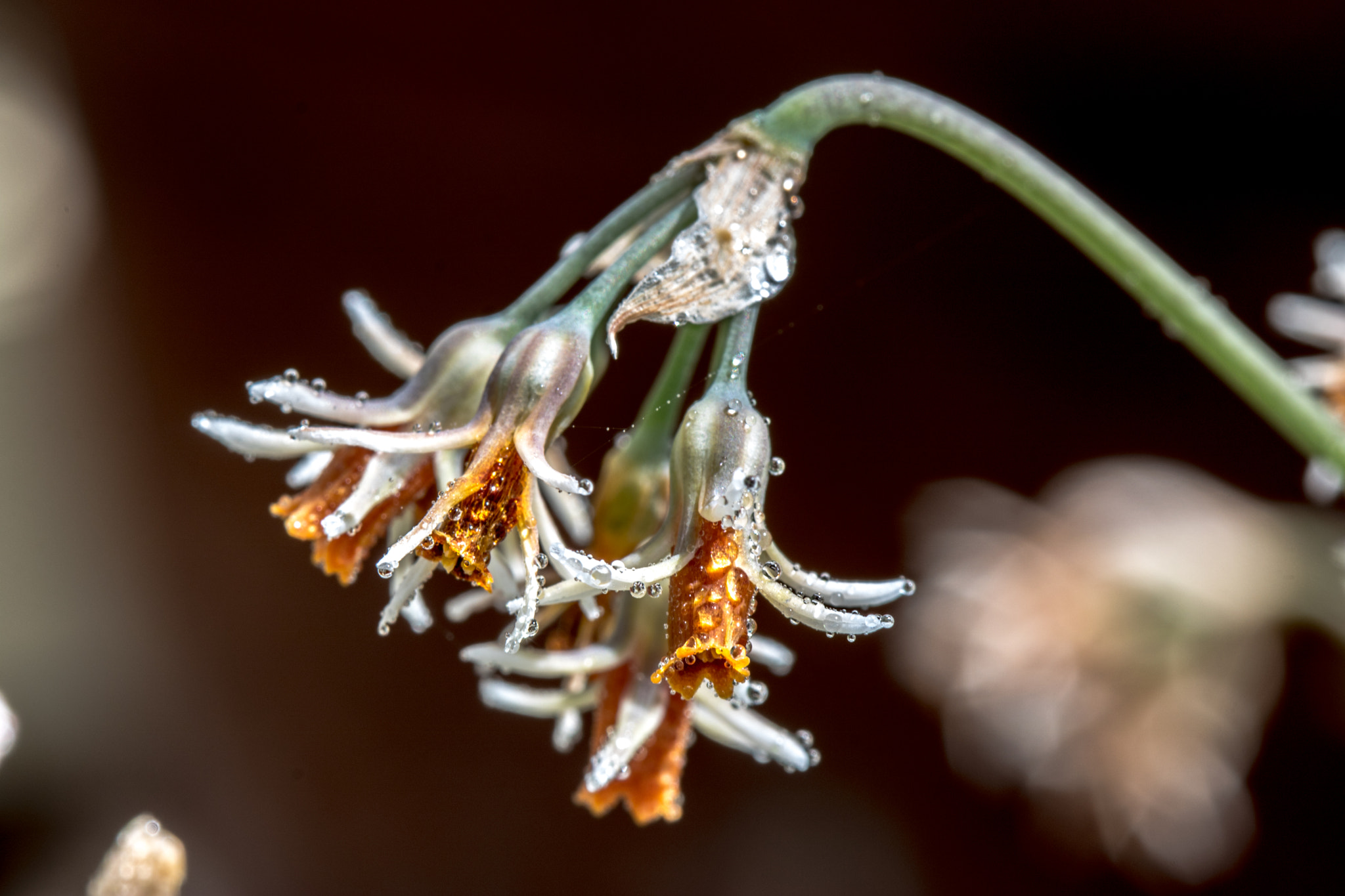 Canon EF 100mm F2.8 Macro USM sample photo. Flowers photography