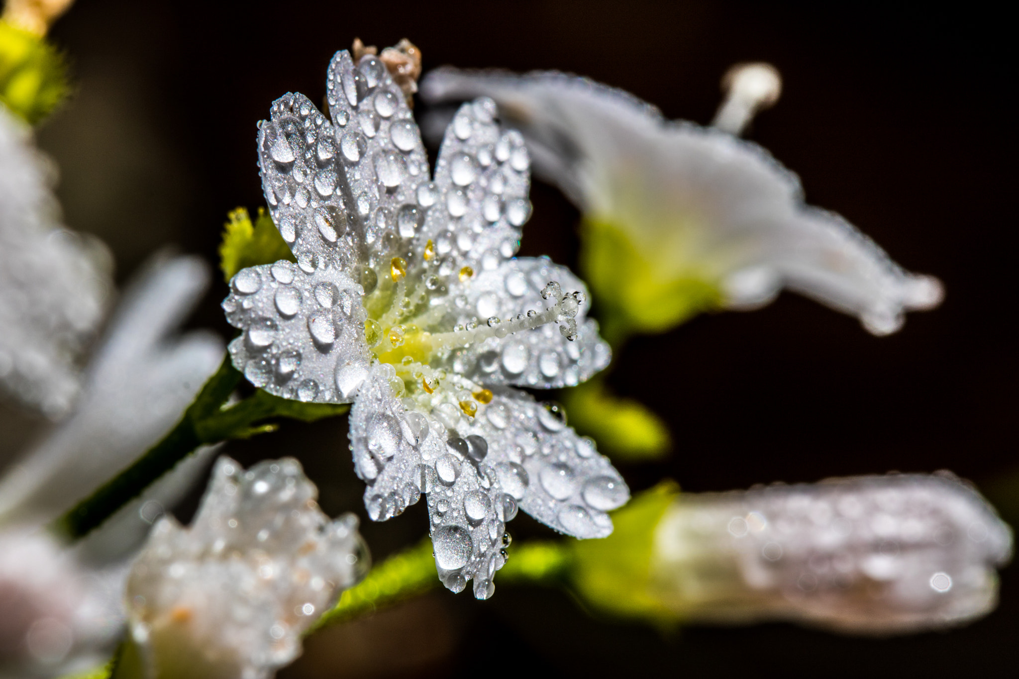 Canon EF 100mm F2.8 Macro USM sample photo. Flowers photography