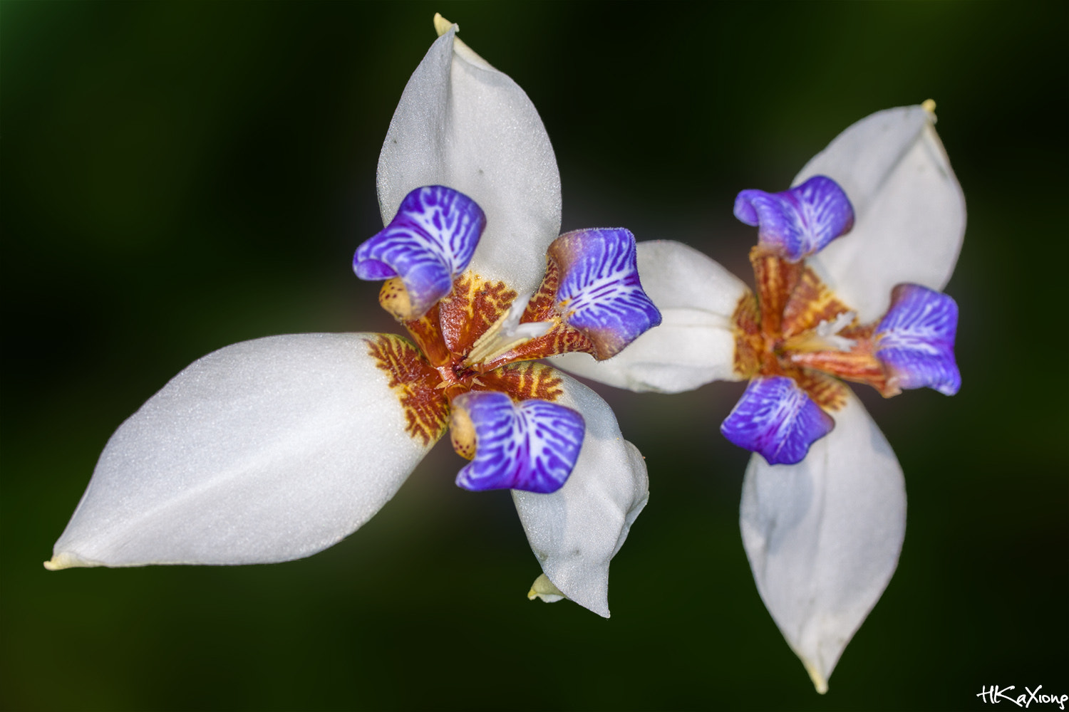 Canon EF-S 60mm F2.8 Macro USM sample photo. Brazil iris photography