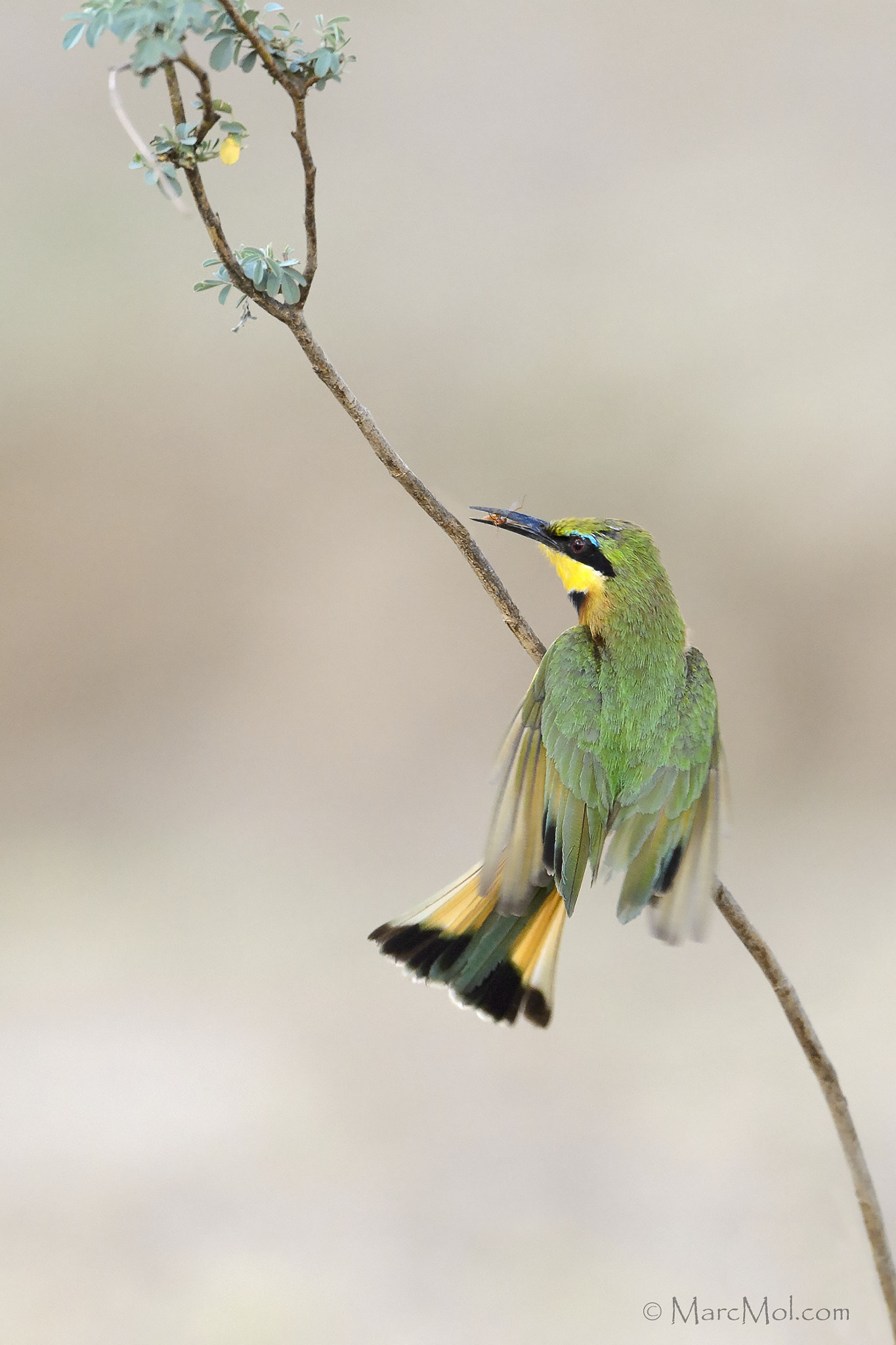 Nikon D4S + Nikon AF-S Nikkor 500mm F4G ED VR sample photo. Little bee-eater photography