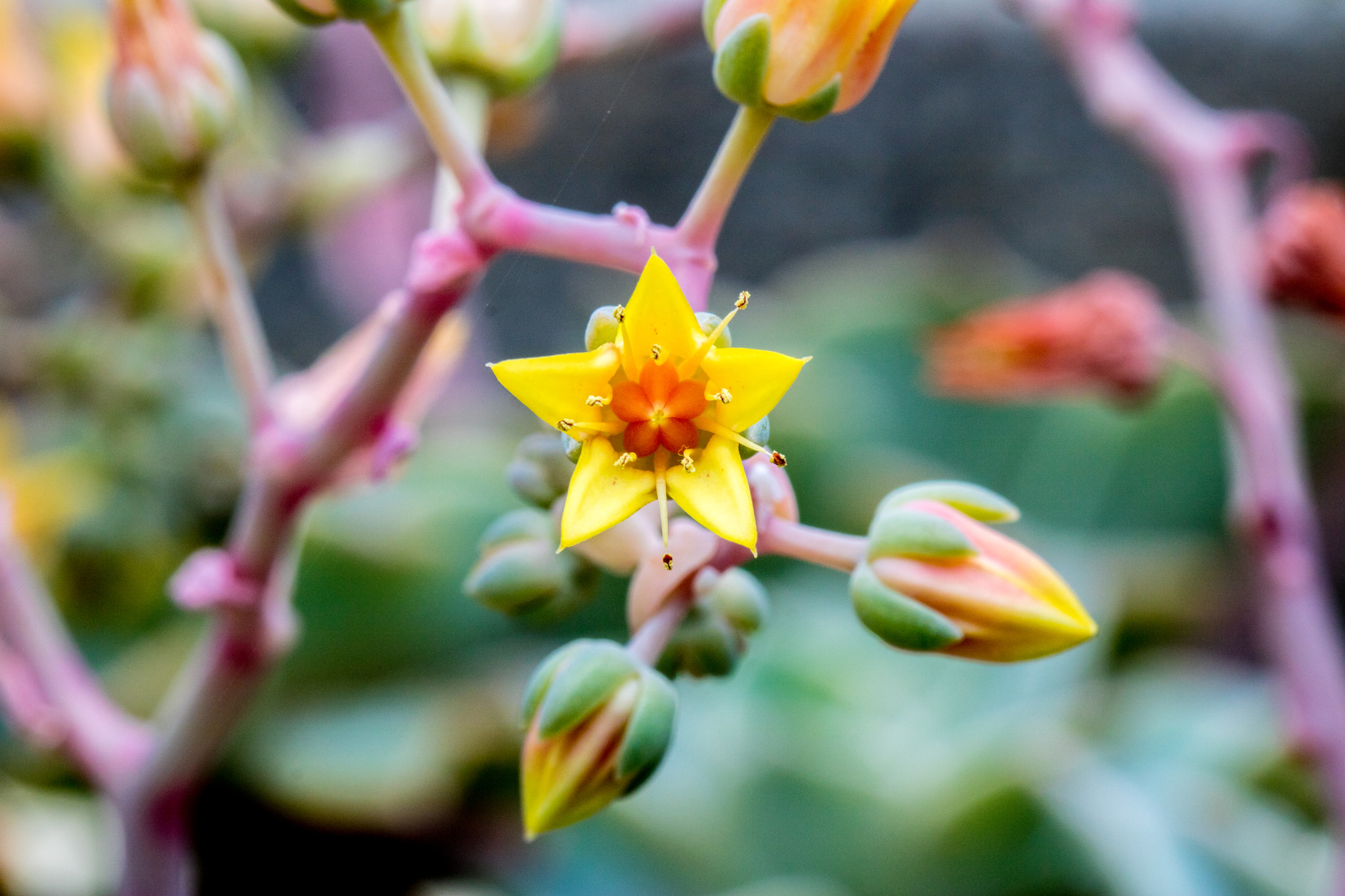 Canon EF 100mm F2.8 Macro USM sample photo. Star photography