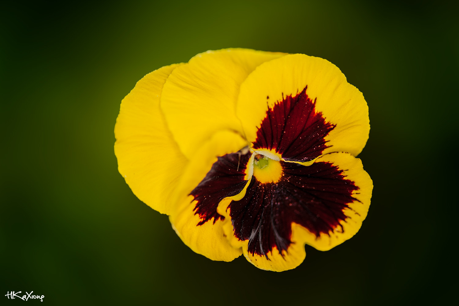Canon EF-S 60mm F2.8 Macro USM sample photo. Pansy photography
