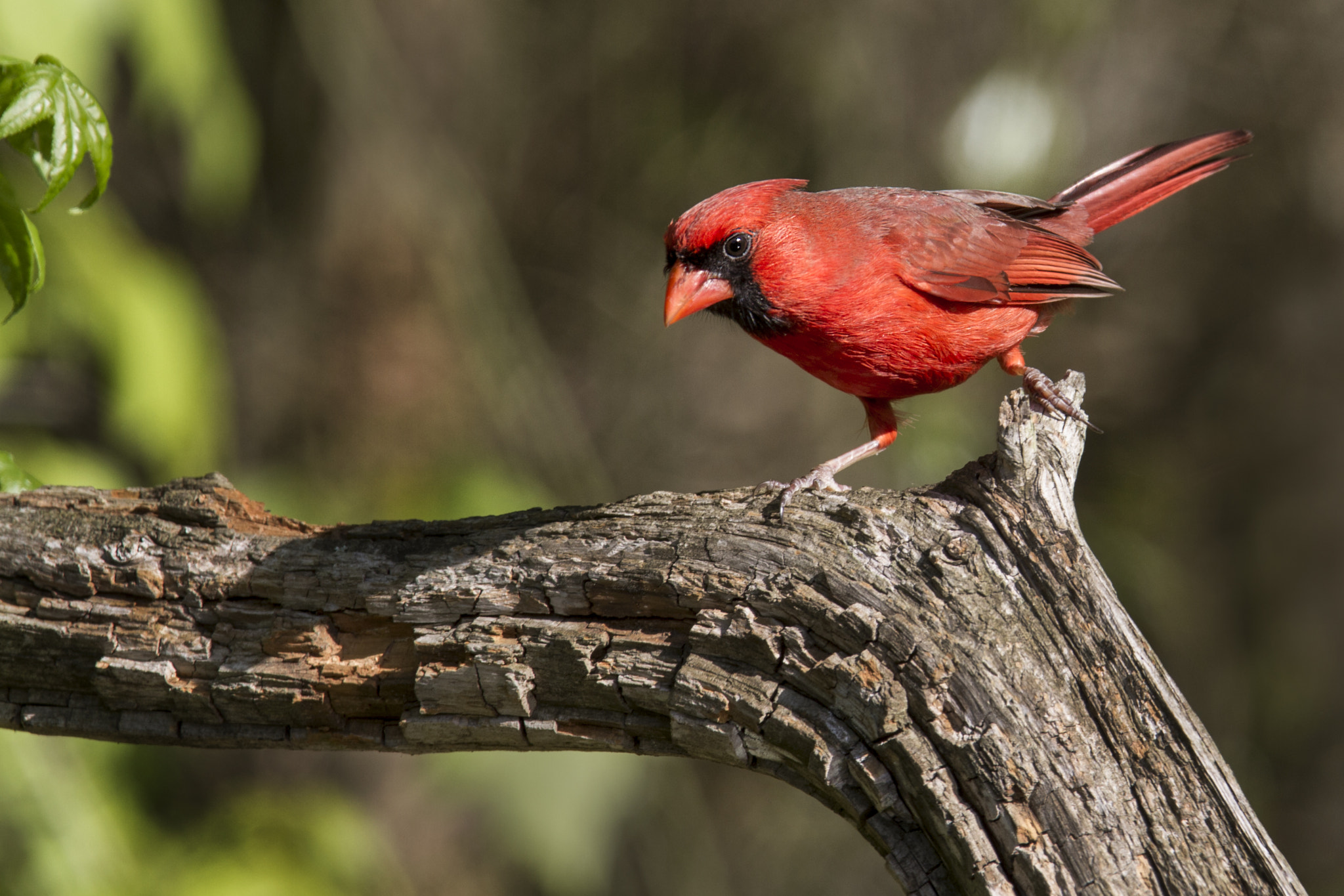 Canon EF 300mm F2.8L IS USM sample photo. Northern cardinal (cardinalis cardinalis) photography
