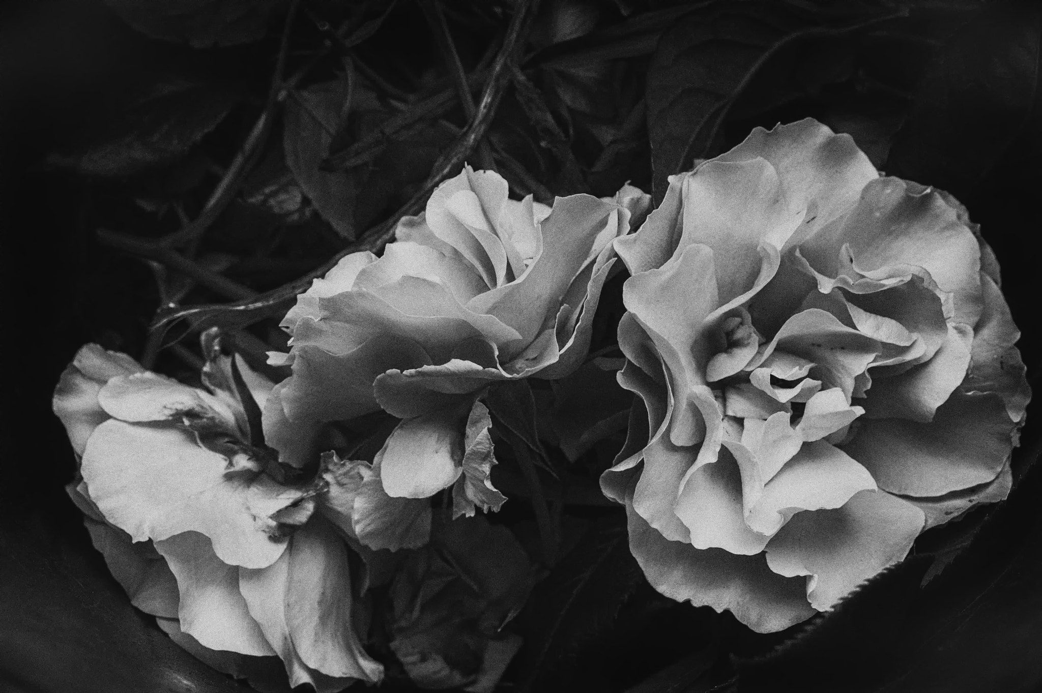 Minolta AF 28-80mm F3.5-5.6 II sample photo. When beauty dies #2 photography