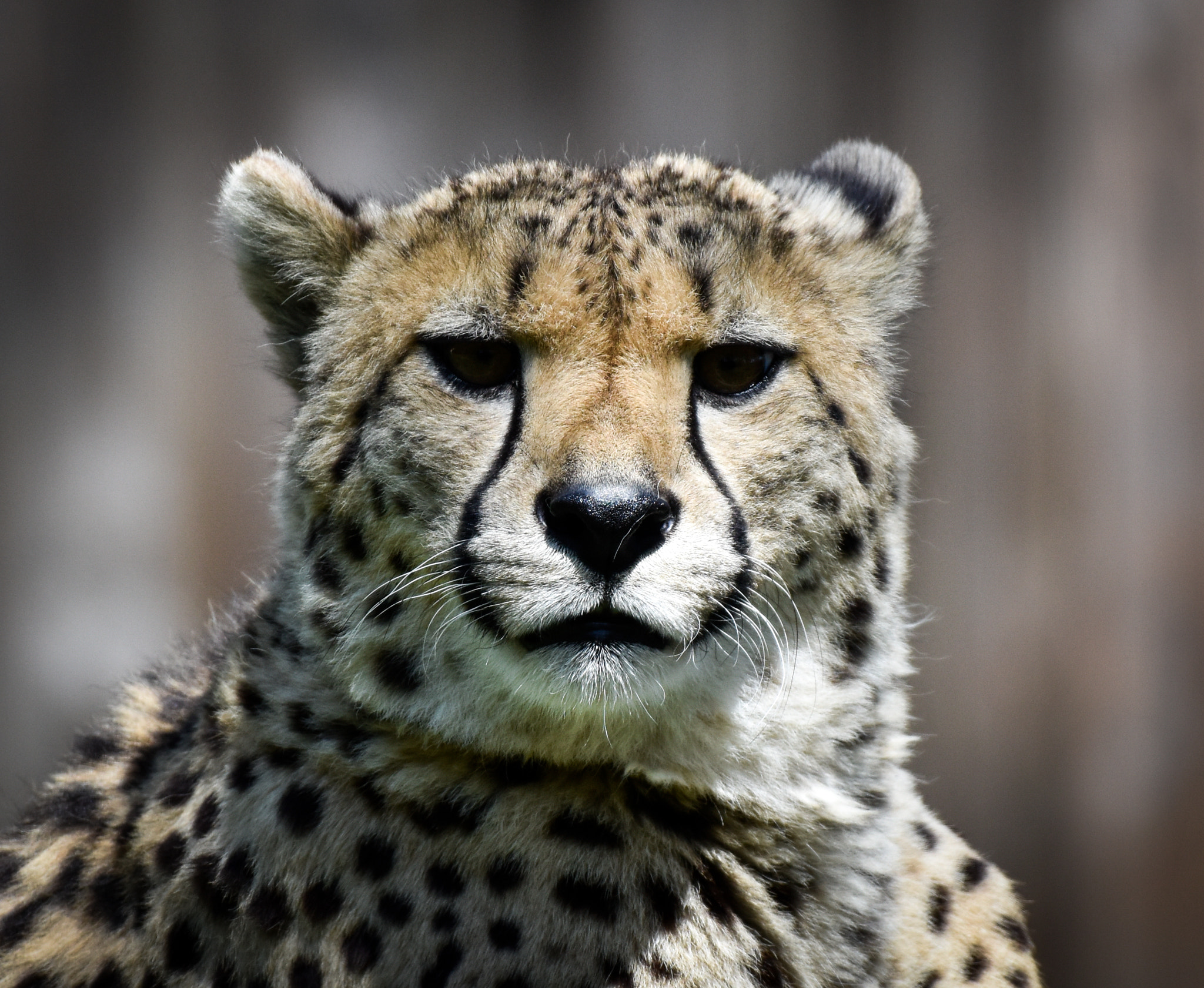 Nikon AF-S Nikkor 200-500mm F5.6E ED VR sample photo. Stare photography