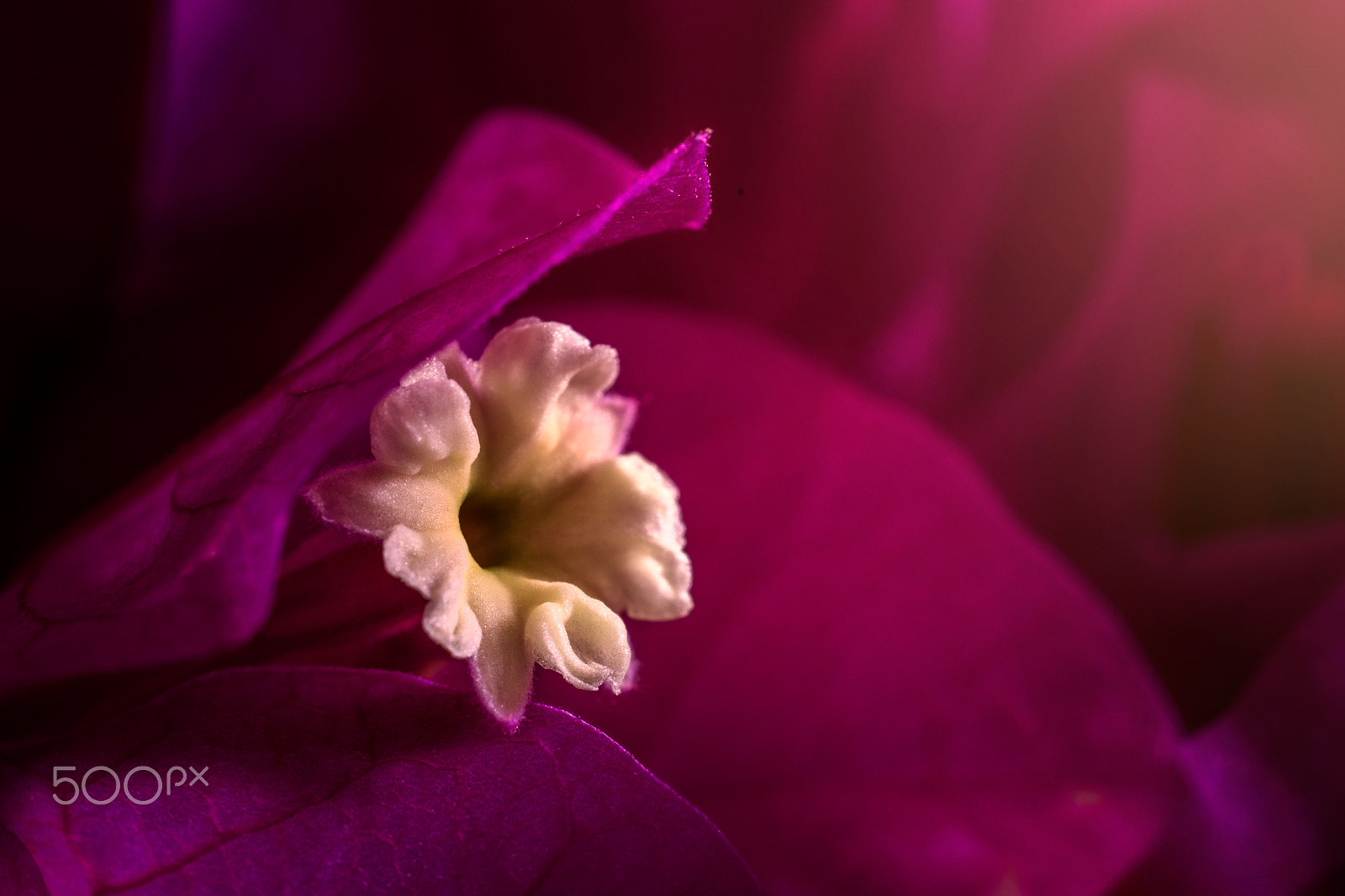Nikon AF-S DX Micro Nikkor 40mm F2.8 sample photo. Boukanvilia small flower photography