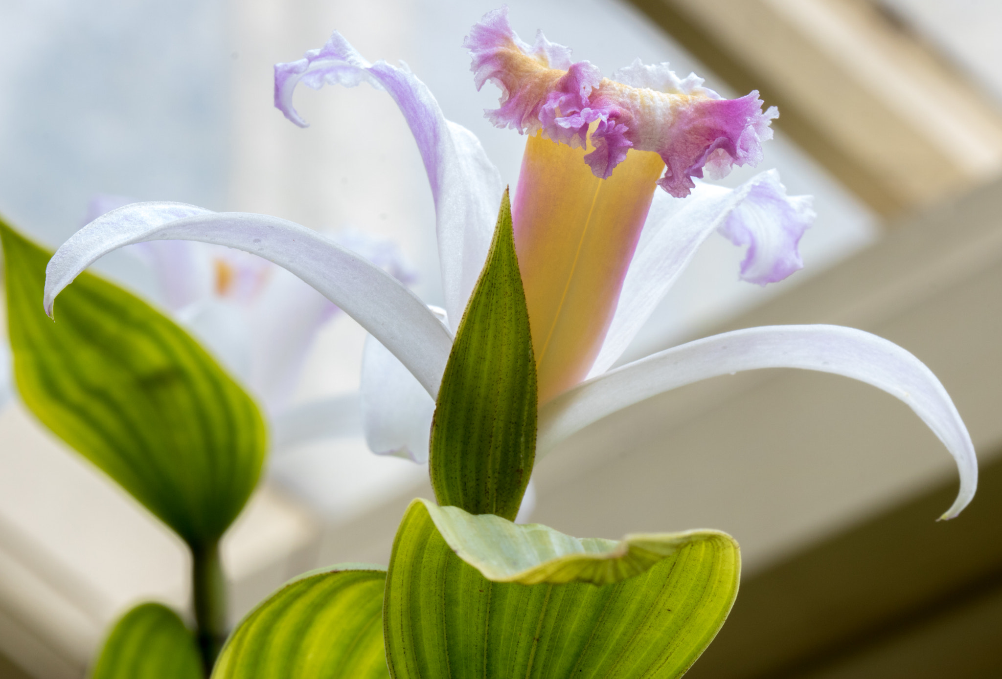 Canon EF 100mm F2.8 Macro USM sample photo. Beauty photography