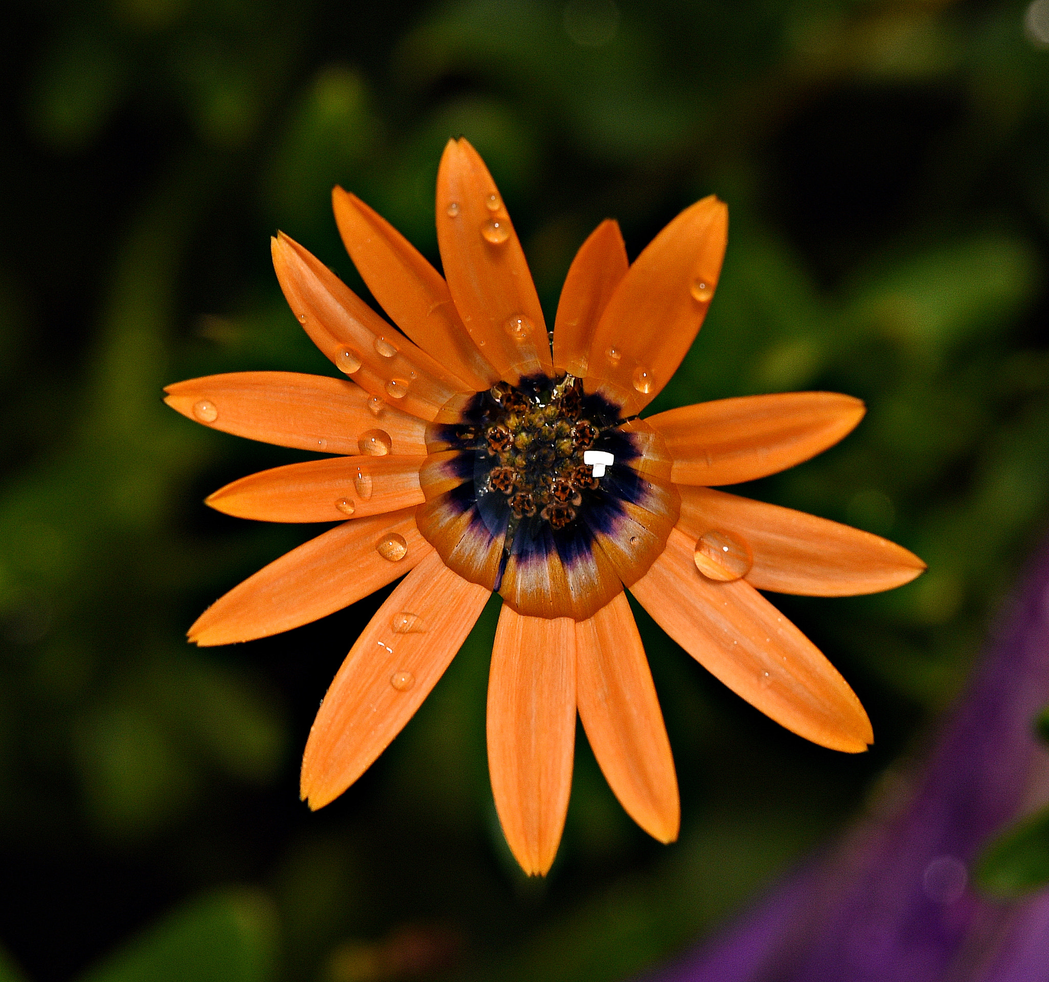 Tamron SP 70-200mm F2.8 Di VC USD sample photo. Wet daisy photography
