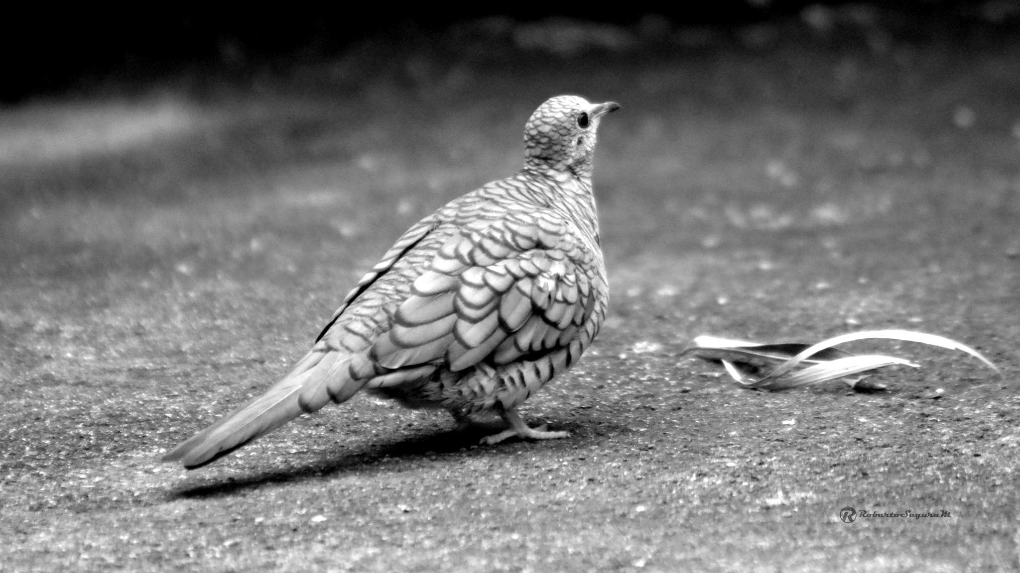 smc PENTAX-FA 80-320mm F4.5-5.6 sample photo. Black & white dove photography