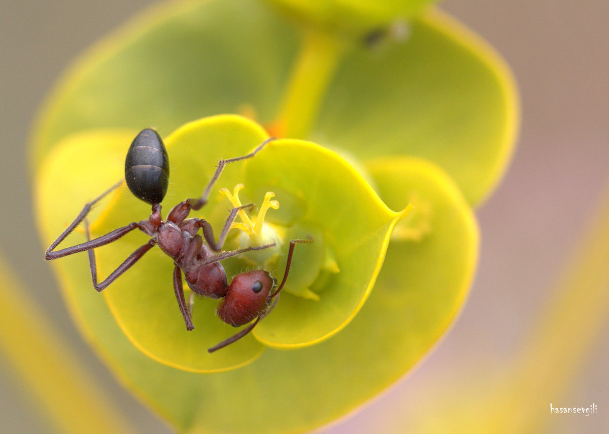 Sigma APO Macro 150mm f/2.8 EX DG HSM sample photo. Ant feeds on pollen photography