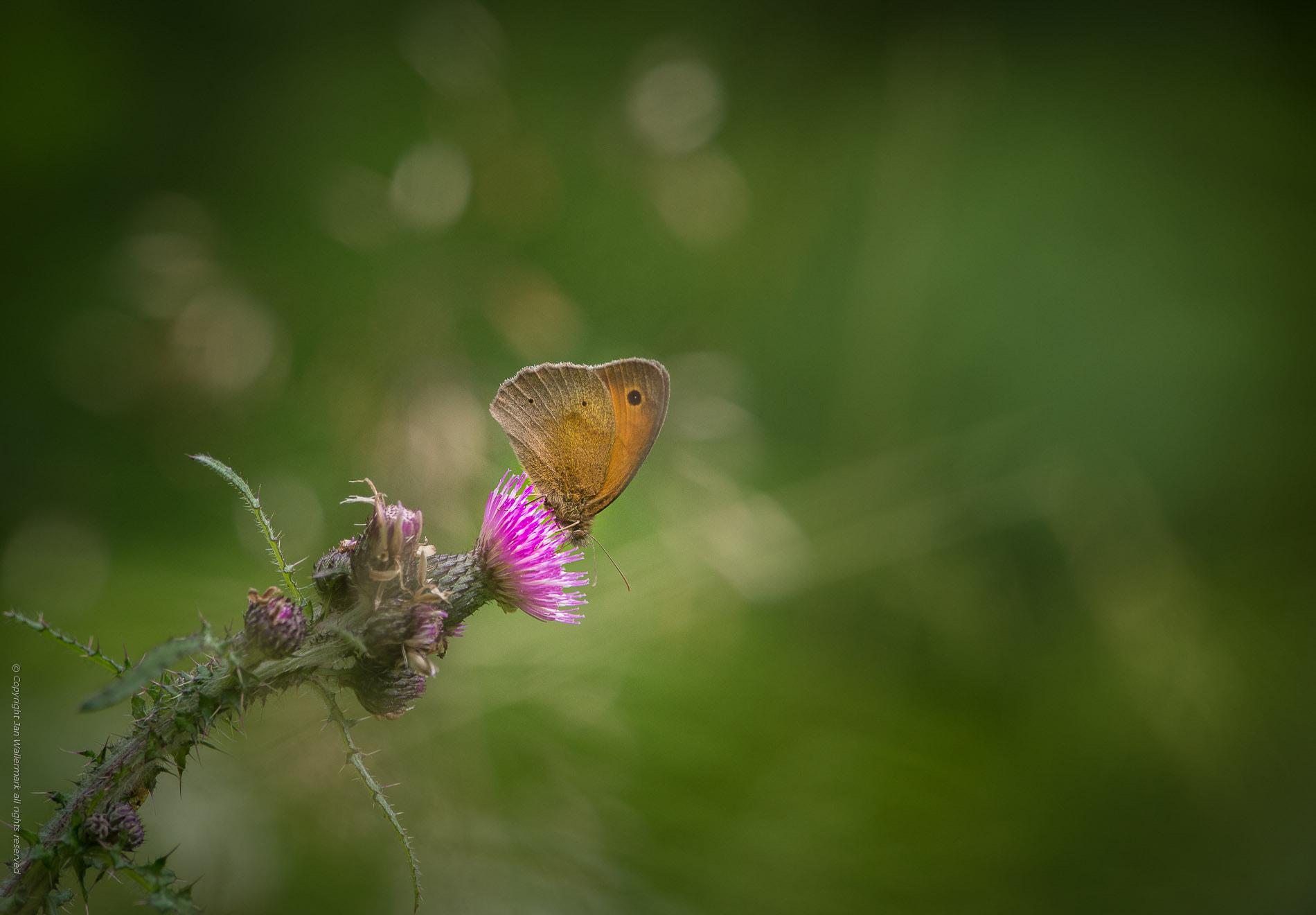 Nikon AF-S Nikkor 300mm F2.8G ED VR II sample photo. Garden jungle v photography