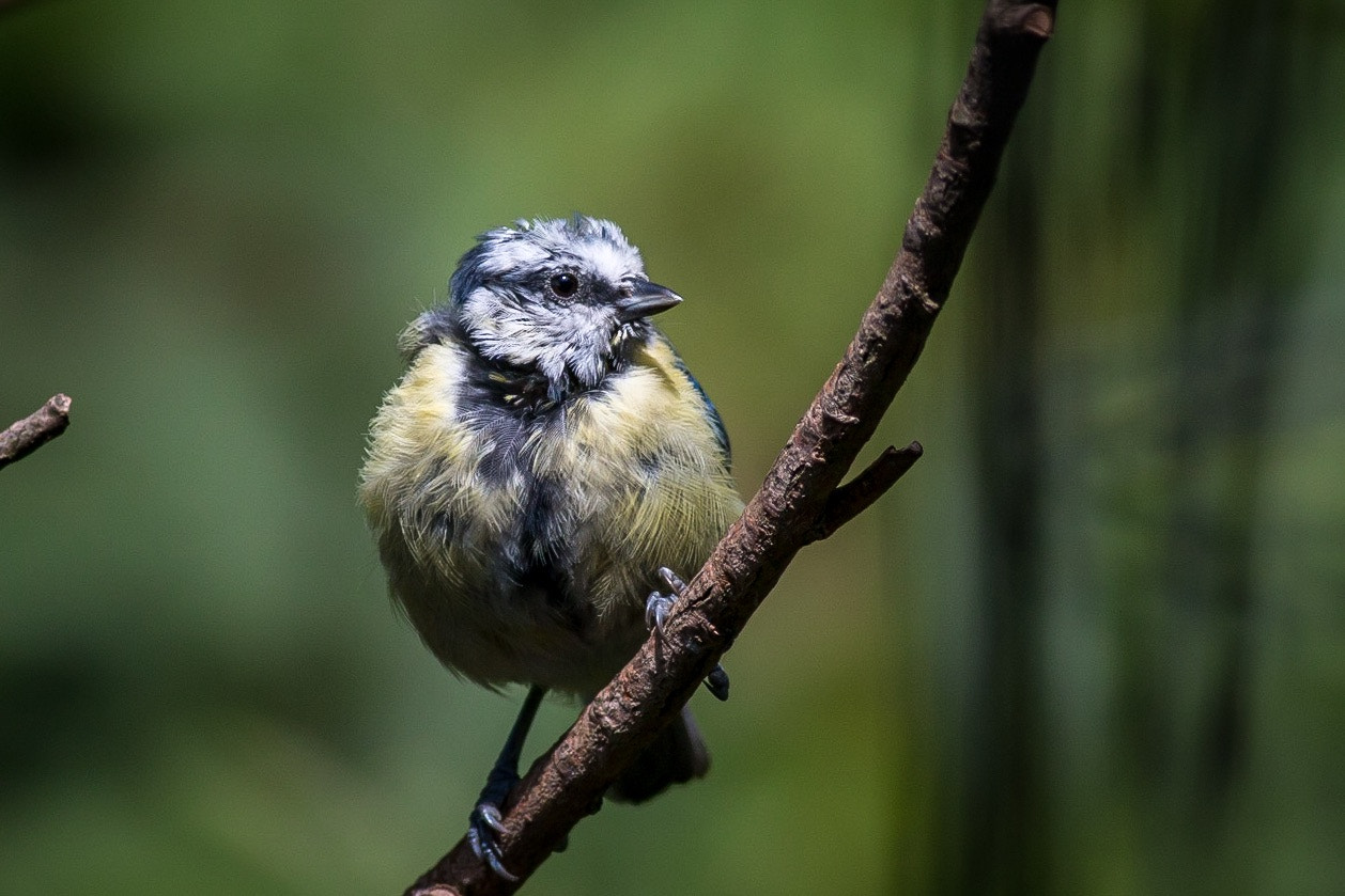 Canon EOS 70D + Canon EF 400mm F5.6L USM sample photo. Newly fledged blue tit photography
