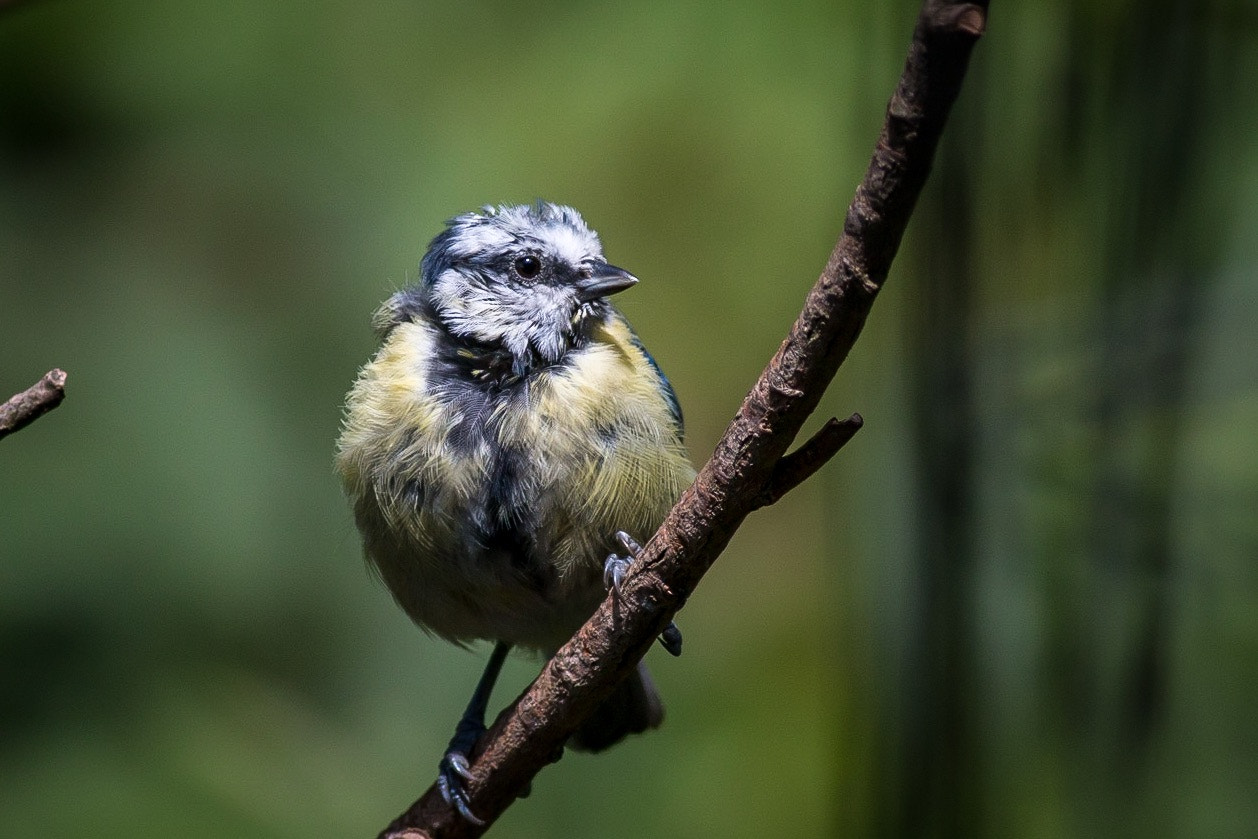 Canon EF 400mm F5.6L USM sample photo. Newly fledged blue tit photography