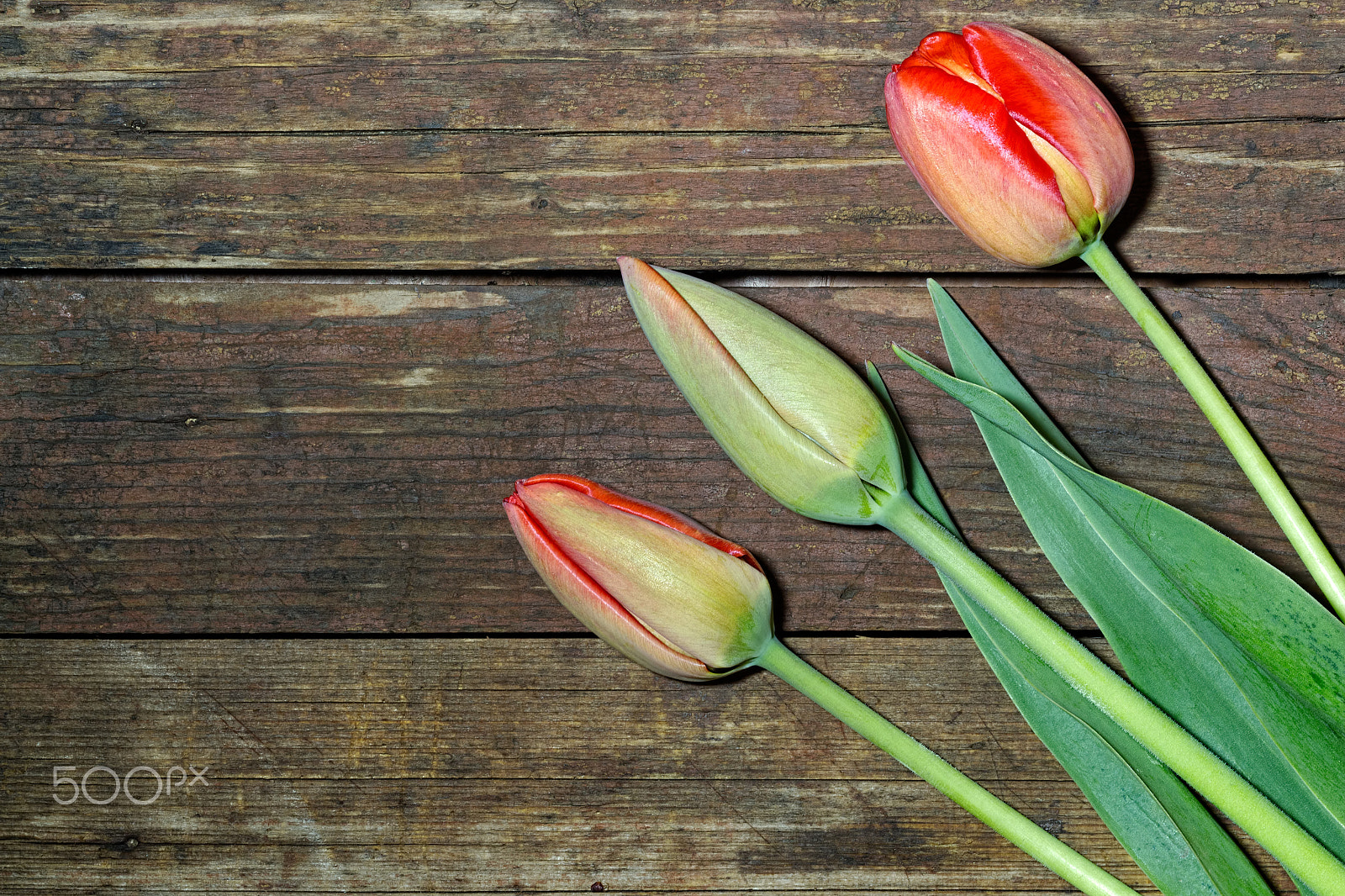 Canon EF 100mm F2.8 Macro USM sample photo. Three tulip unblown flower on a wooden background photography