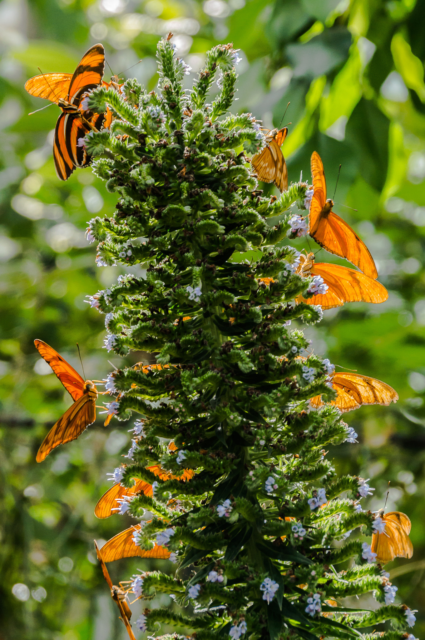 Sony Alpha NEX-6 sample photo. Butterfly rush hour photography