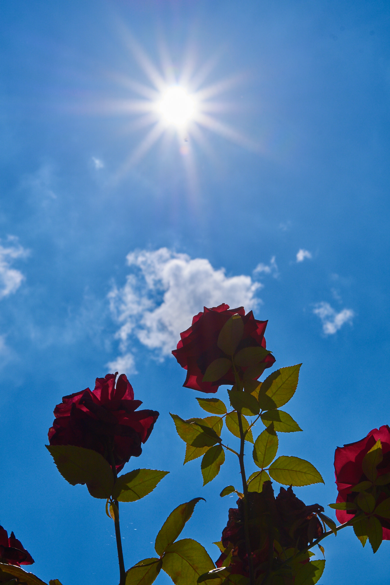 Sony ILCA-77M2 + Sony DT 50mm F1.8 SAM sample photo. Sunny roses alba iulia, romania photography