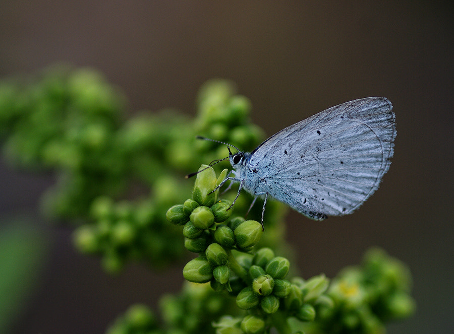 smc PENTAX-FA Macro 100mm F2.8 sample photo. Smkk photography