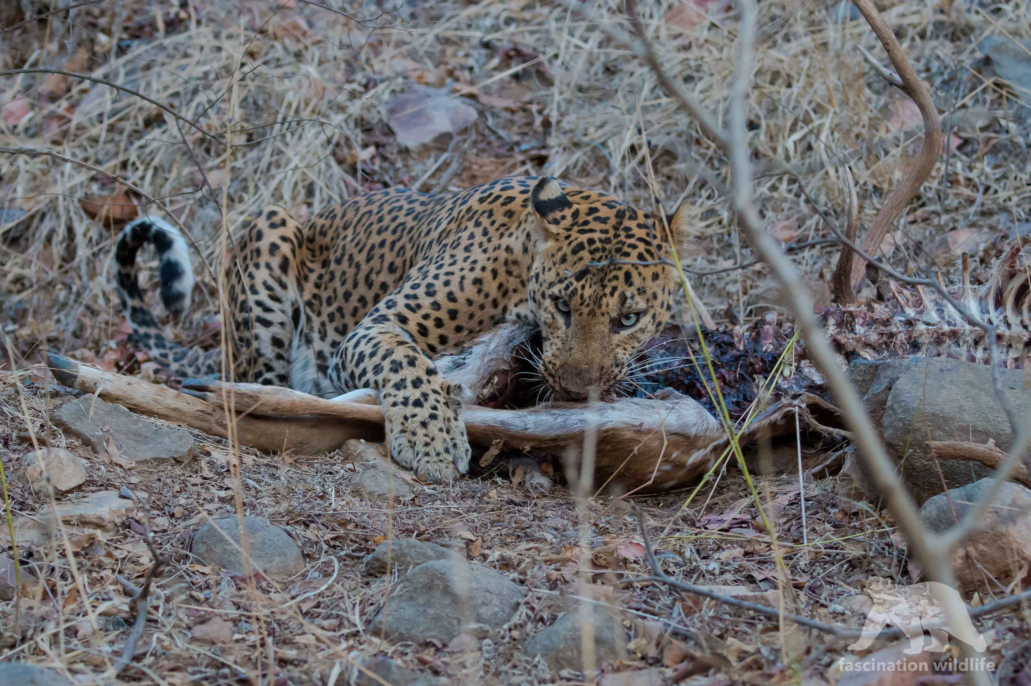 Nikon D4S sample photo. Indian leopard photography