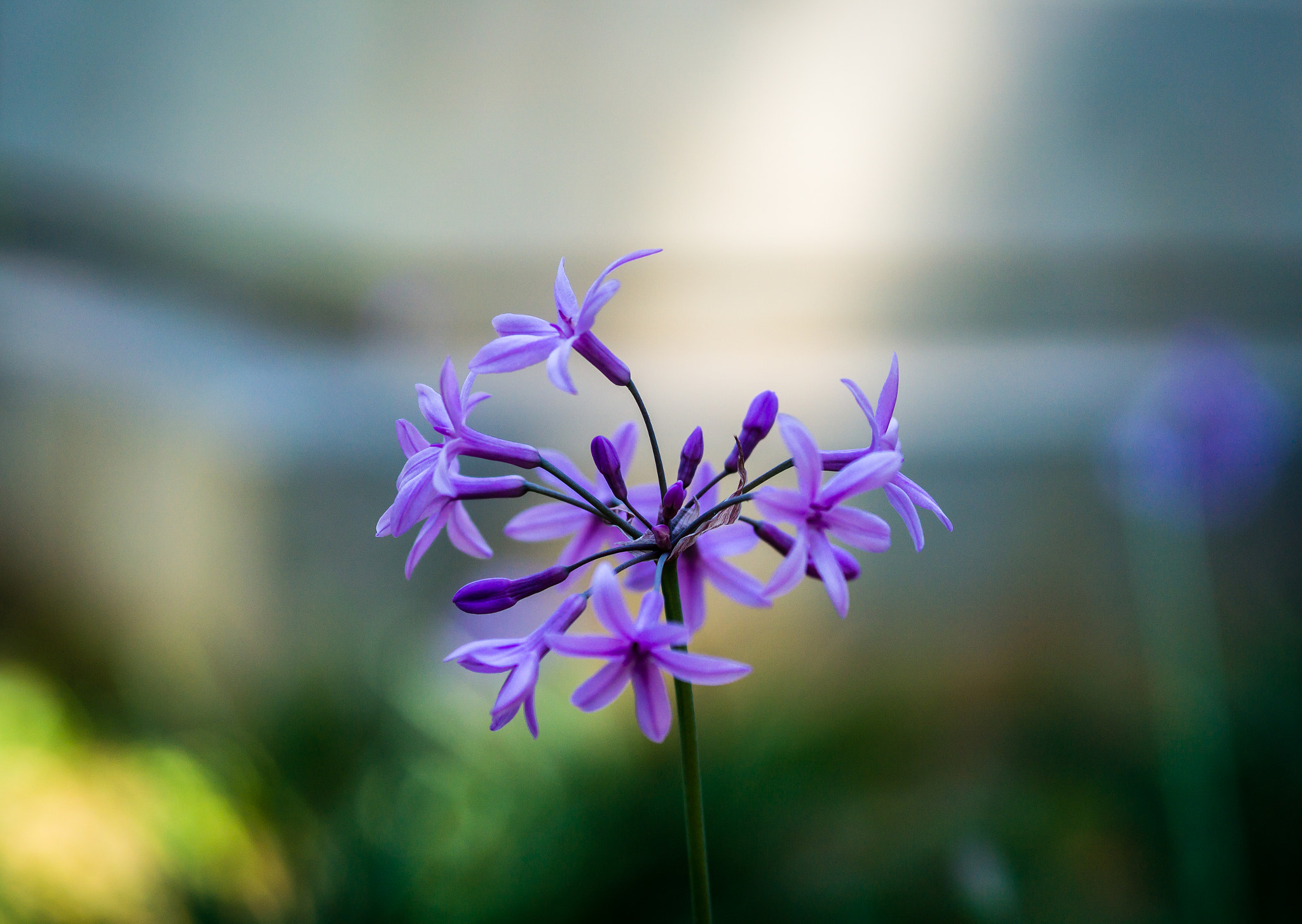 Sony a5100 + E 60mm F2.8 sample photo. Smooth photography