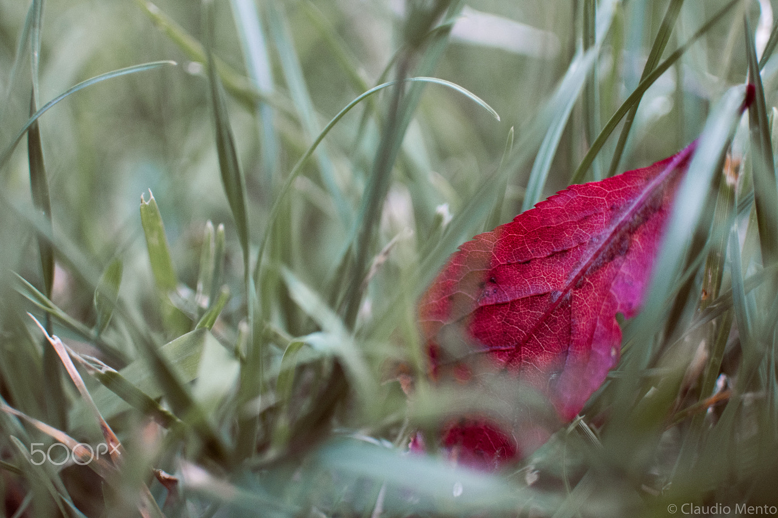 Nikon 1 Nikkor 18.5mm F1.8 sample photo. A little autumn leaf in summer photography