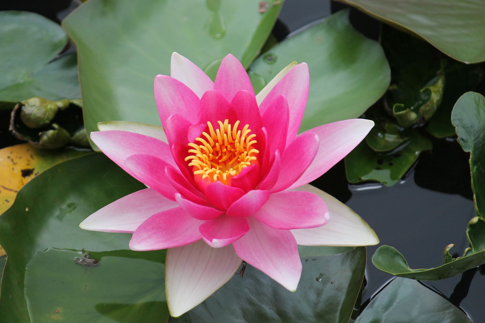 Canon EF-S 55-250mm F4-5.6 IS sample photo. Sun smile photography