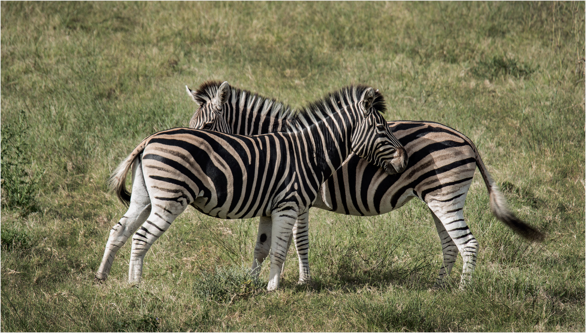 Nikon D800E sample photo. Zebrastreifen photography