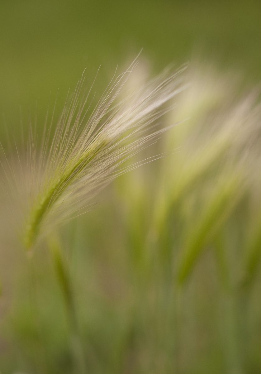 Nikon D90 + Nikon AF-S Nikkor 28mm F1.8G sample photo. Foxtail photography