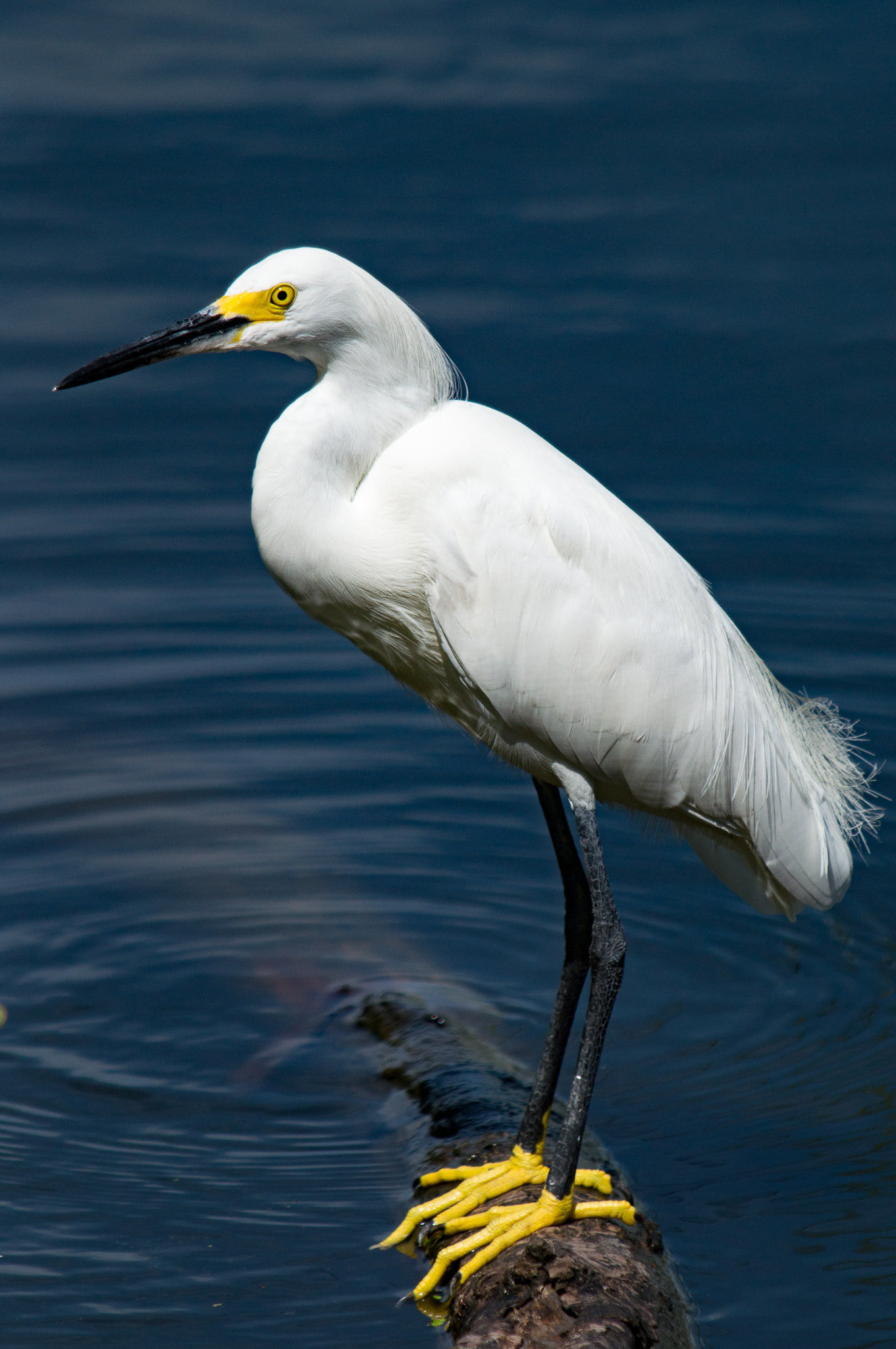 Tamron SP AF 200-500mm F5-6.3 Di LD (IF) sample photo. Snowy egret by lake hancock photography