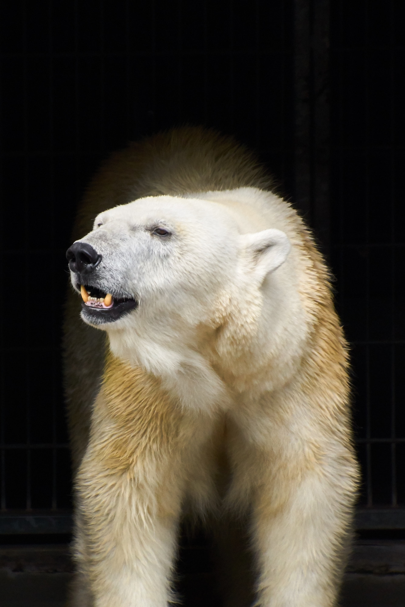 Sony ILCA-77M2 + DT 18-270mm F3.5-6.3 SSM sample photo. Wilhelma stuttgart // zoo stuttgart photography