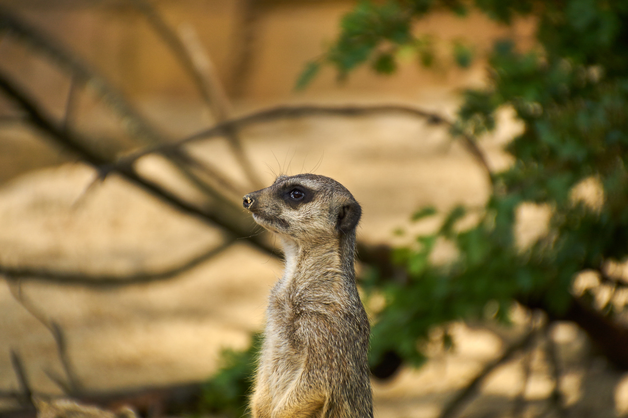 Sony ILCA-77M2 + DT 18-270mm F3.5-6.3 SSM sample photo. Wilhelma stuttgart // zoo stuttgart photography