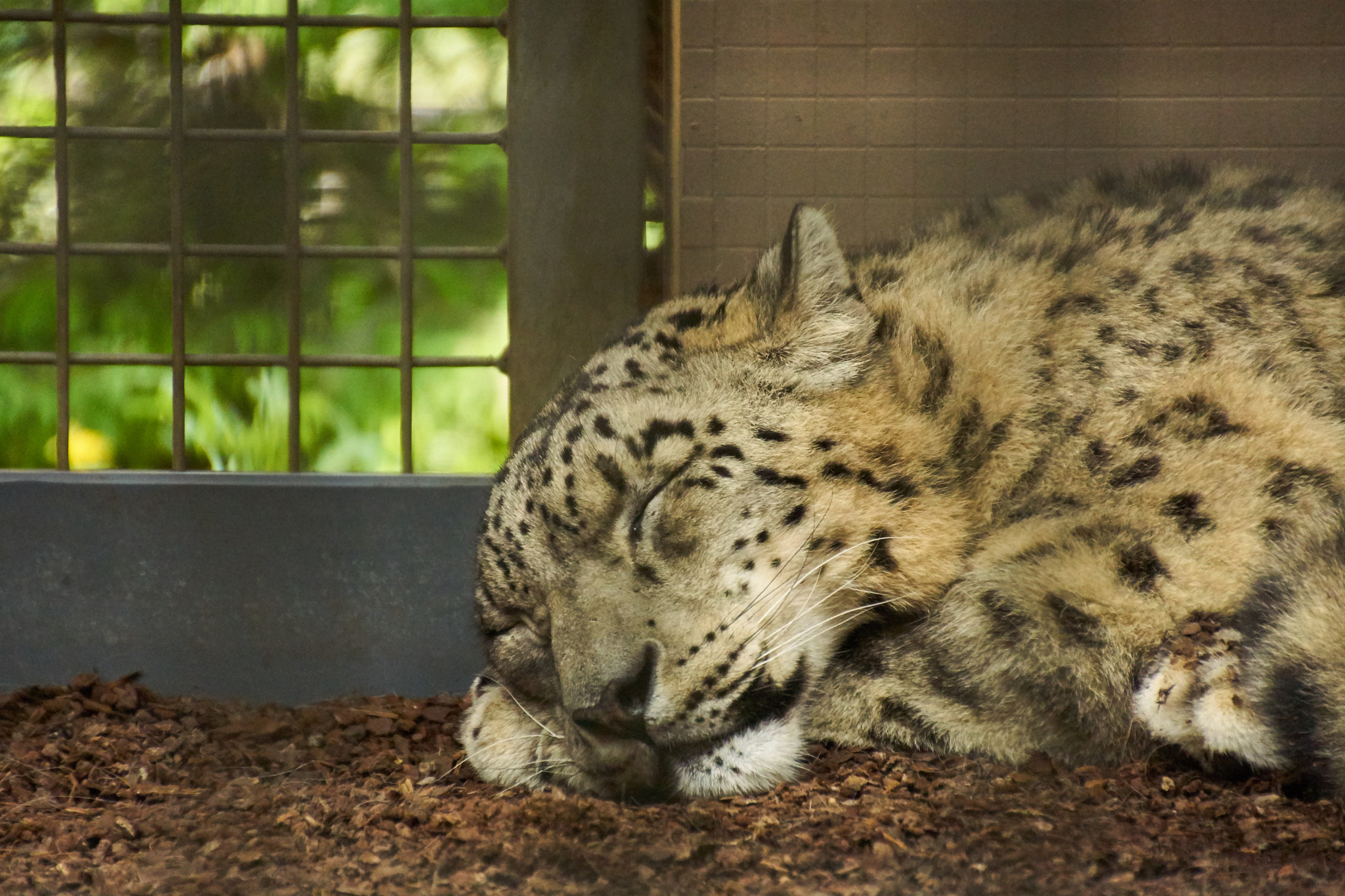 Sony ILCA-77M2 + DT 18-270mm F3.5-6.3 SSM sample photo. Wilhelma stuttgart // zoo stuttgart photography