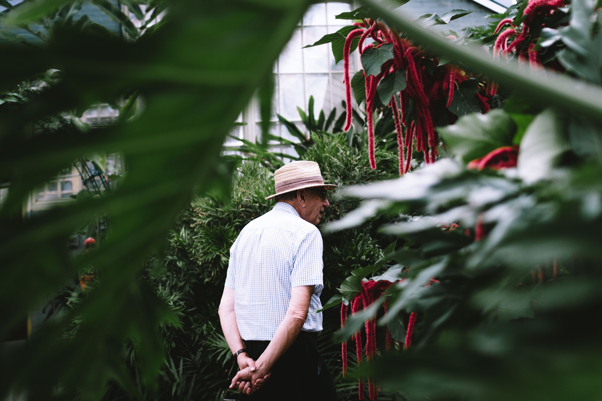 Sigma 30mm F1.4 EX DC HSM sample photo. Botanical garden photography