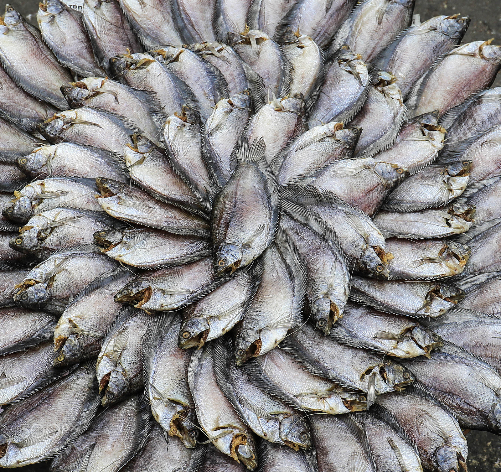 Canon EF 16-35mm F4L IS USM sample photo. Fish - laos photography