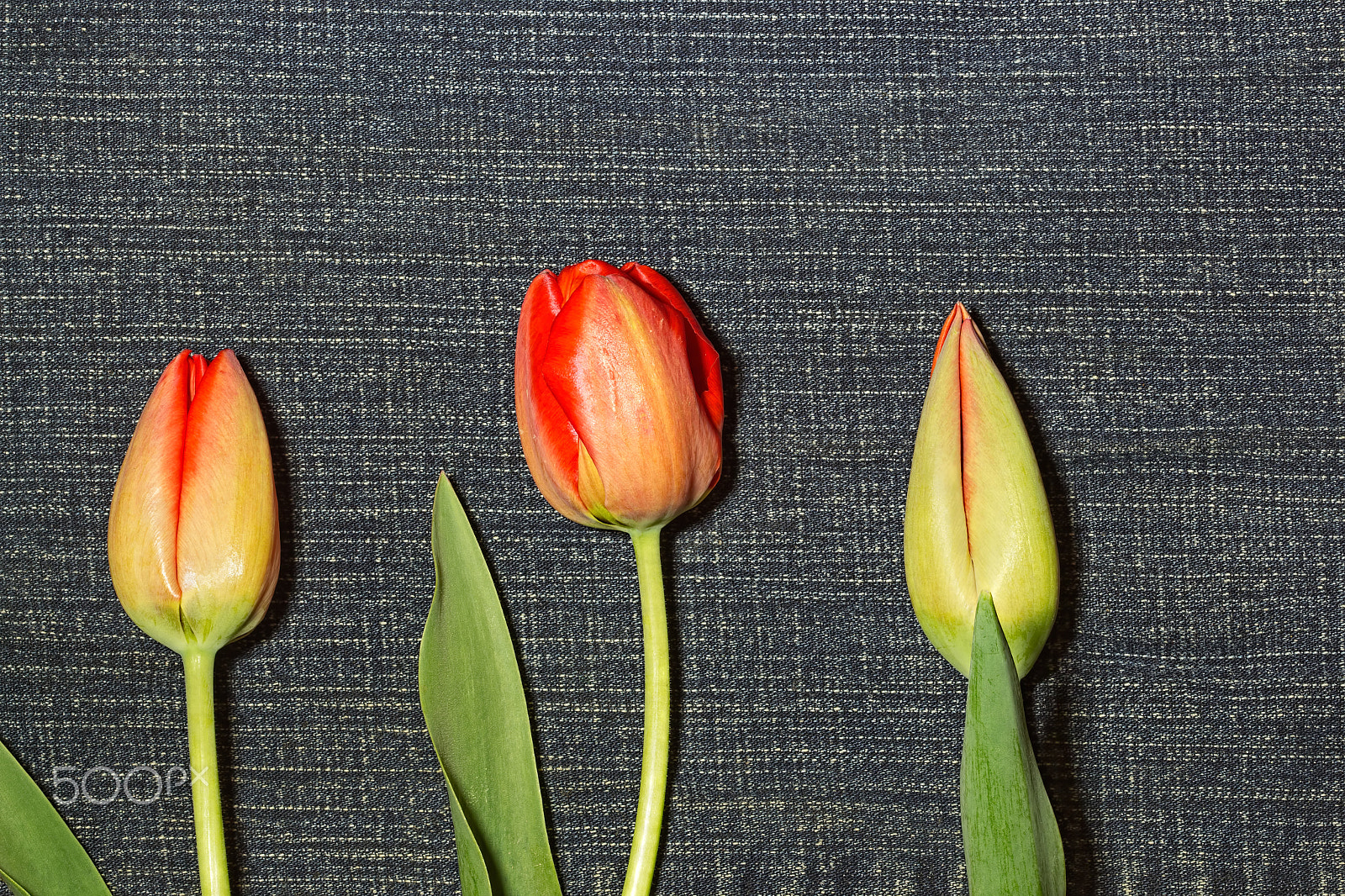 Canon EOS 650D (EOS Rebel T4i / EOS Kiss X6i) + Canon EF 100mm F2.8 Macro USM sample photo. Three tulip unblown flower on a denim background photography