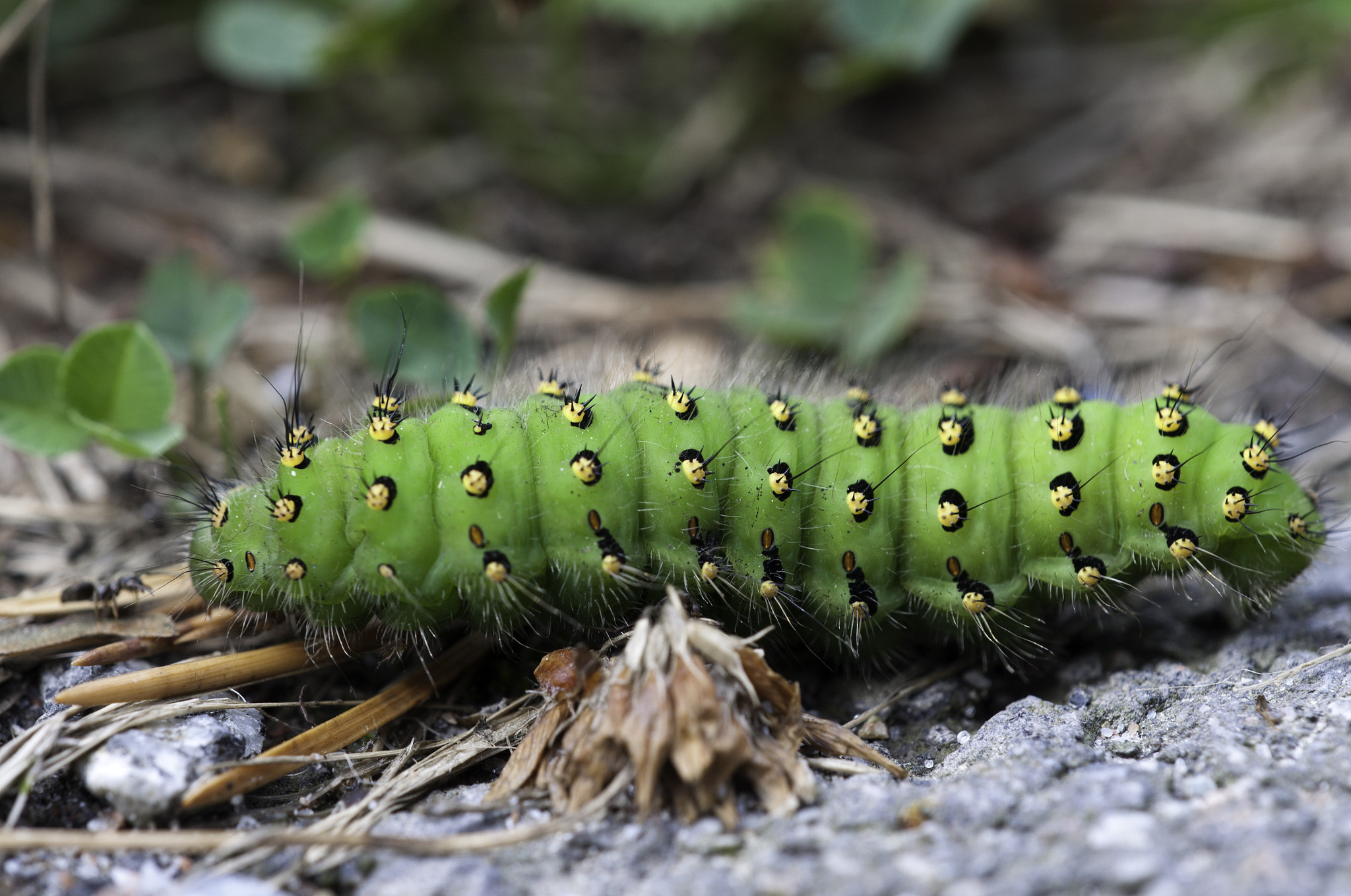 Nikon D90 + Sigma 150mm F2.8 EX DG Macro HSM sample photo. Green fellow photography