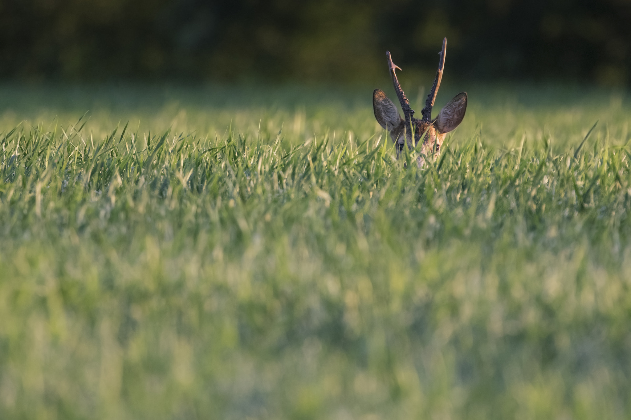 Canon EF 300mm F2.8L IS II USM sample photo. Can you see me? photography